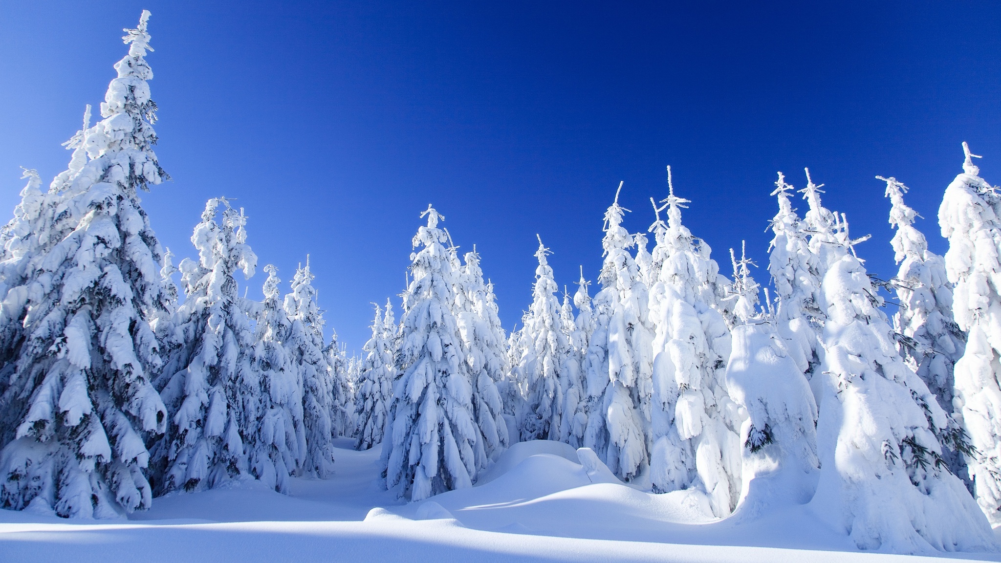 Зимние рабочие обои. Зимний лес. Зимние обои на рабочий стол. Сказочный зимний лес. В новогоднем лесу.