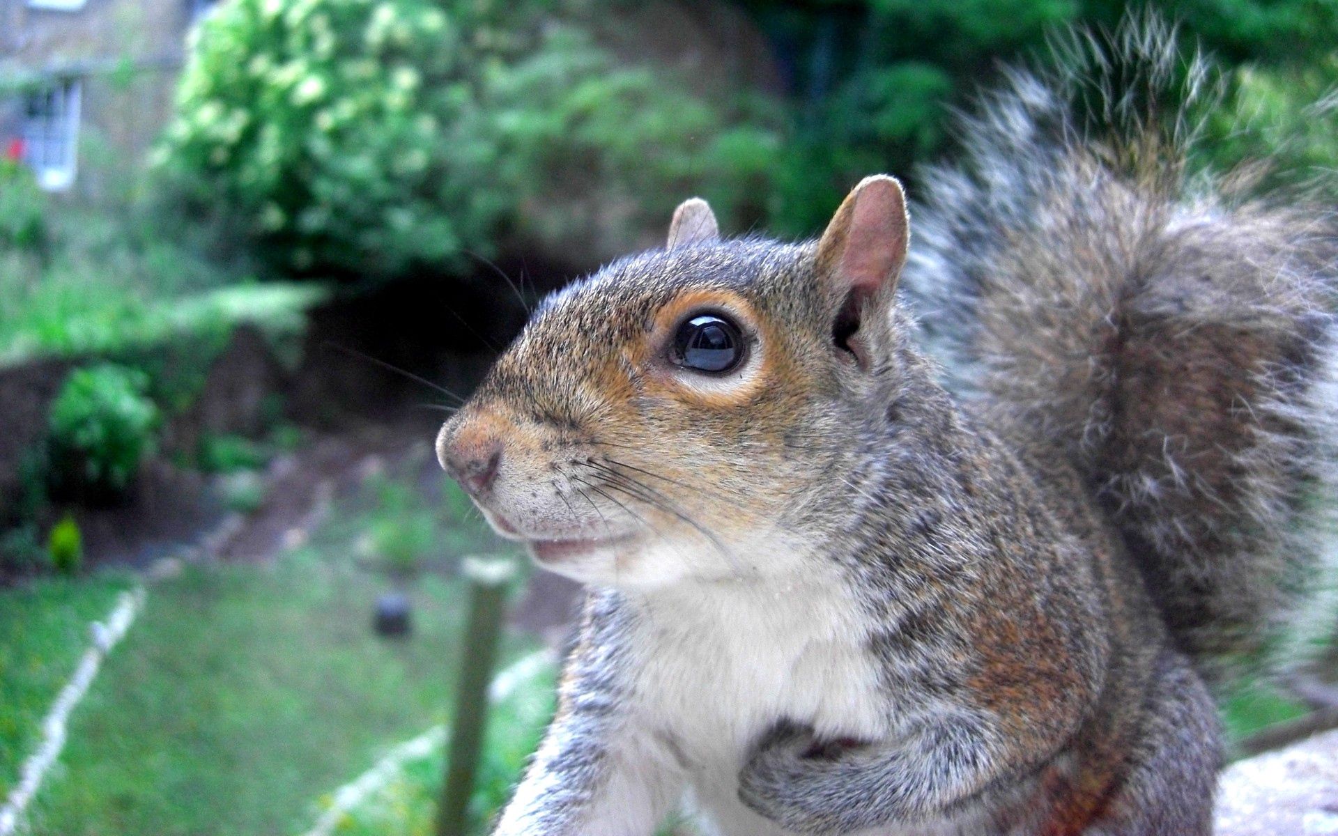 Free download wallpaper Animals, Muzzle, Sight, Opinion, Tail, Squirrel on your PC desktop