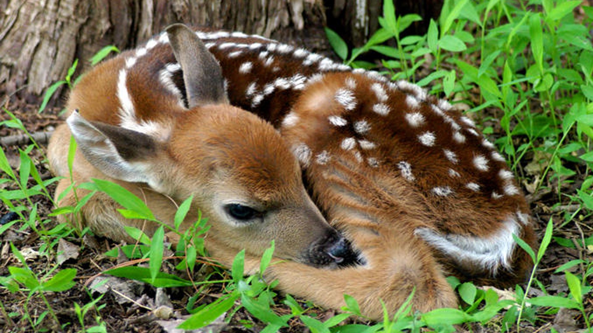 750465壁紙のダウンロード動物, 鹿, 子鹿, 休憩中-スクリーンセーバーと写真を無料で