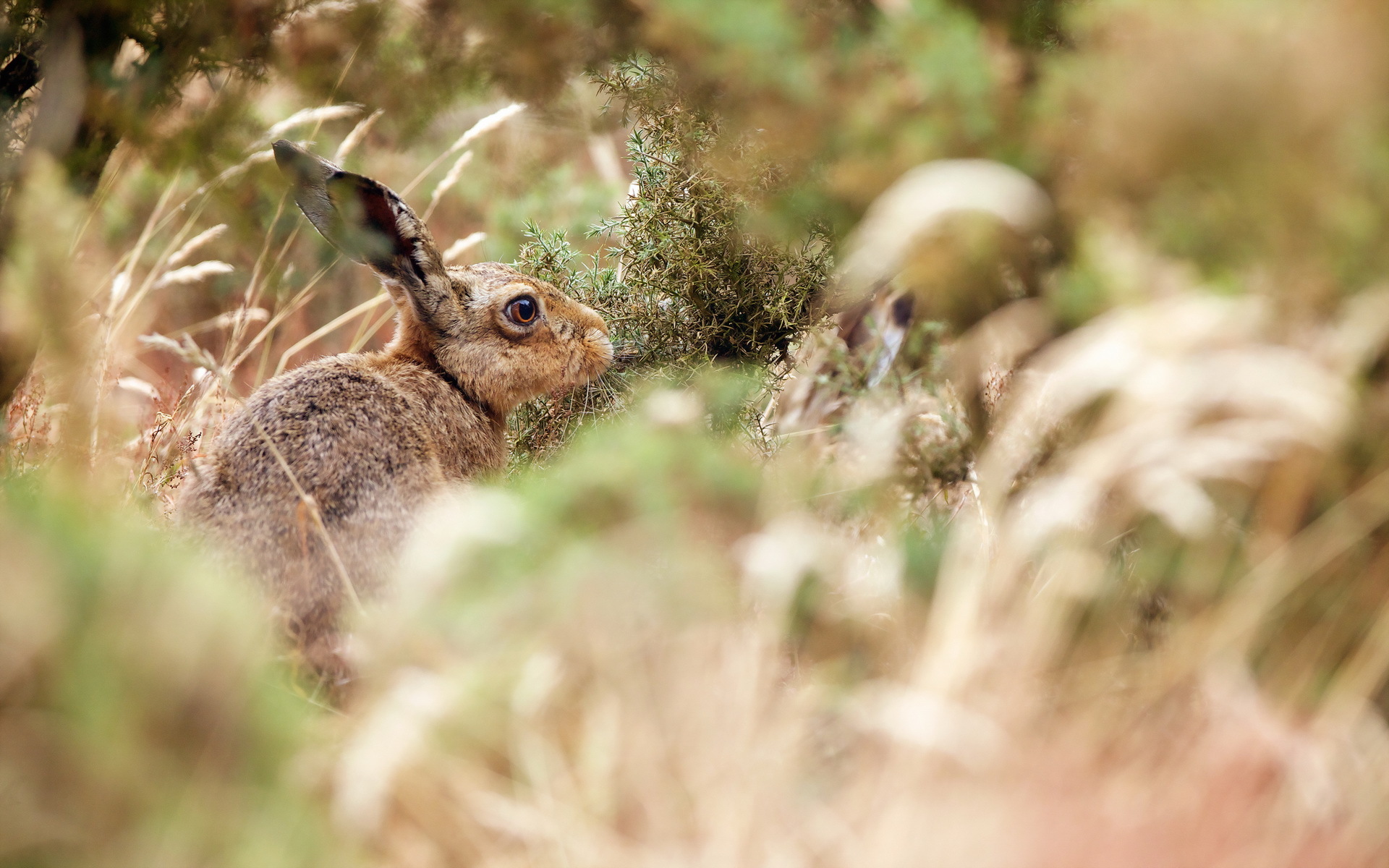 animal, hare cellphone