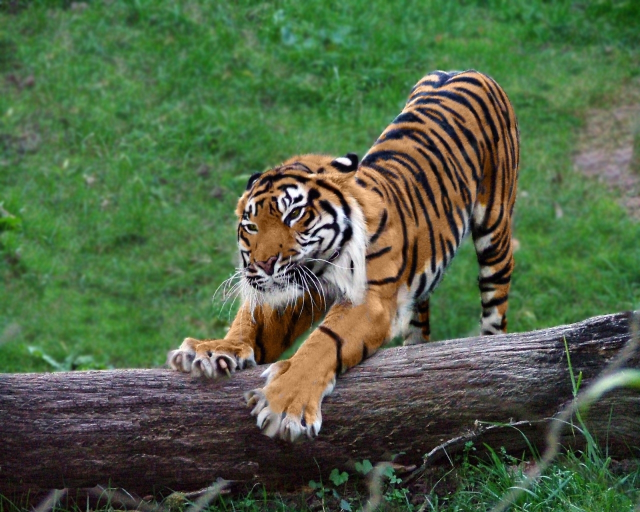 5795 Hintergrundbild herunterladen tiere, tigers - Bildschirmschoner und Bilder kostenlos