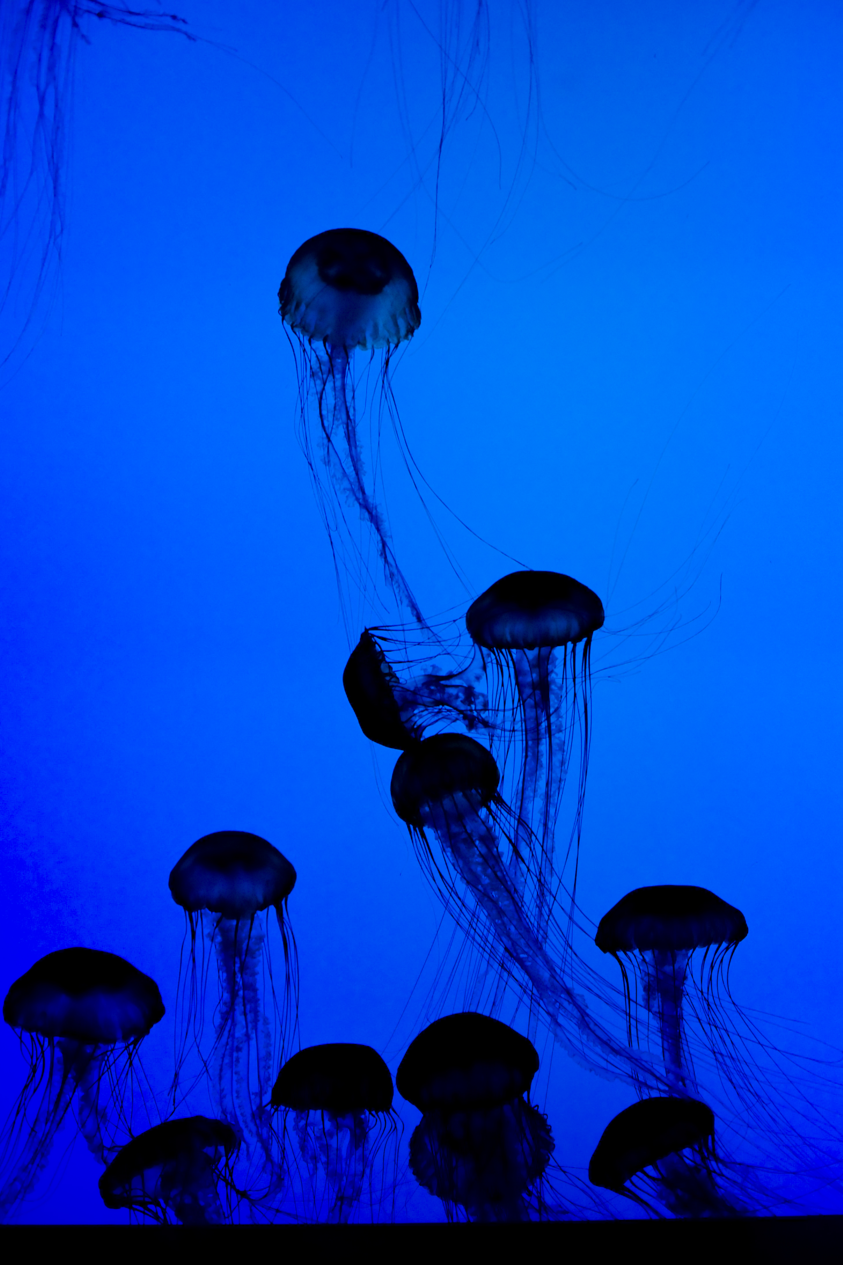 128141 Bild herunterladen tiere, jellyfish, blau, dunkel, unterwasserwelt, tentakel, tentakeln - Hintergrundbilder und Bildschirmschoner kostenlos