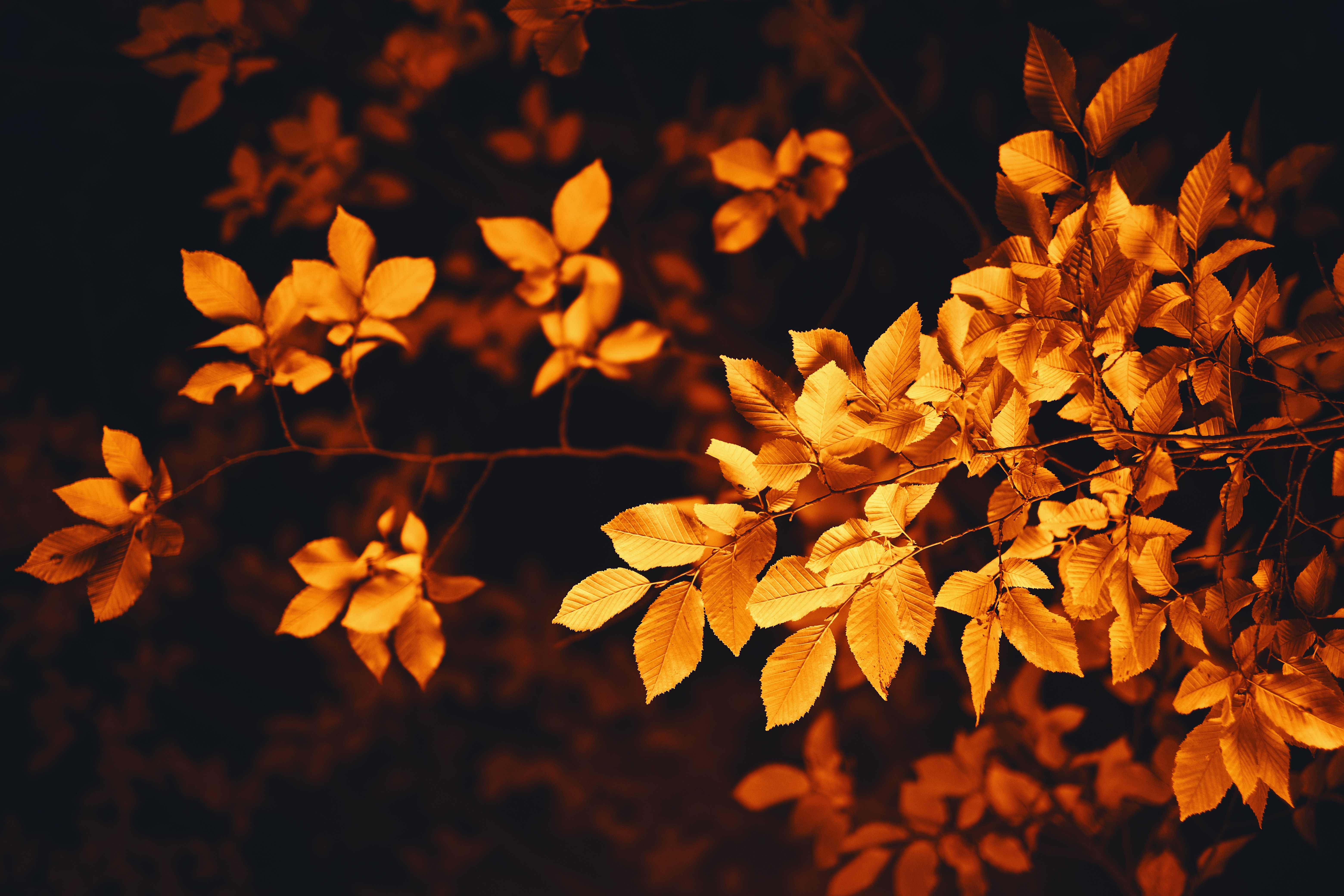 blur, smooth, nature, leaves, autumn, branch, foliage HD wallpaper