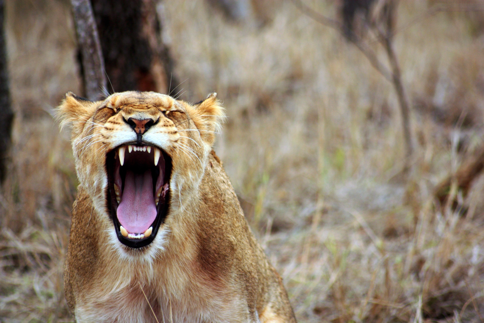 115132 скачать картинку львица, животные, агрессия, оскал, хищник - обои и заставки бесплатно