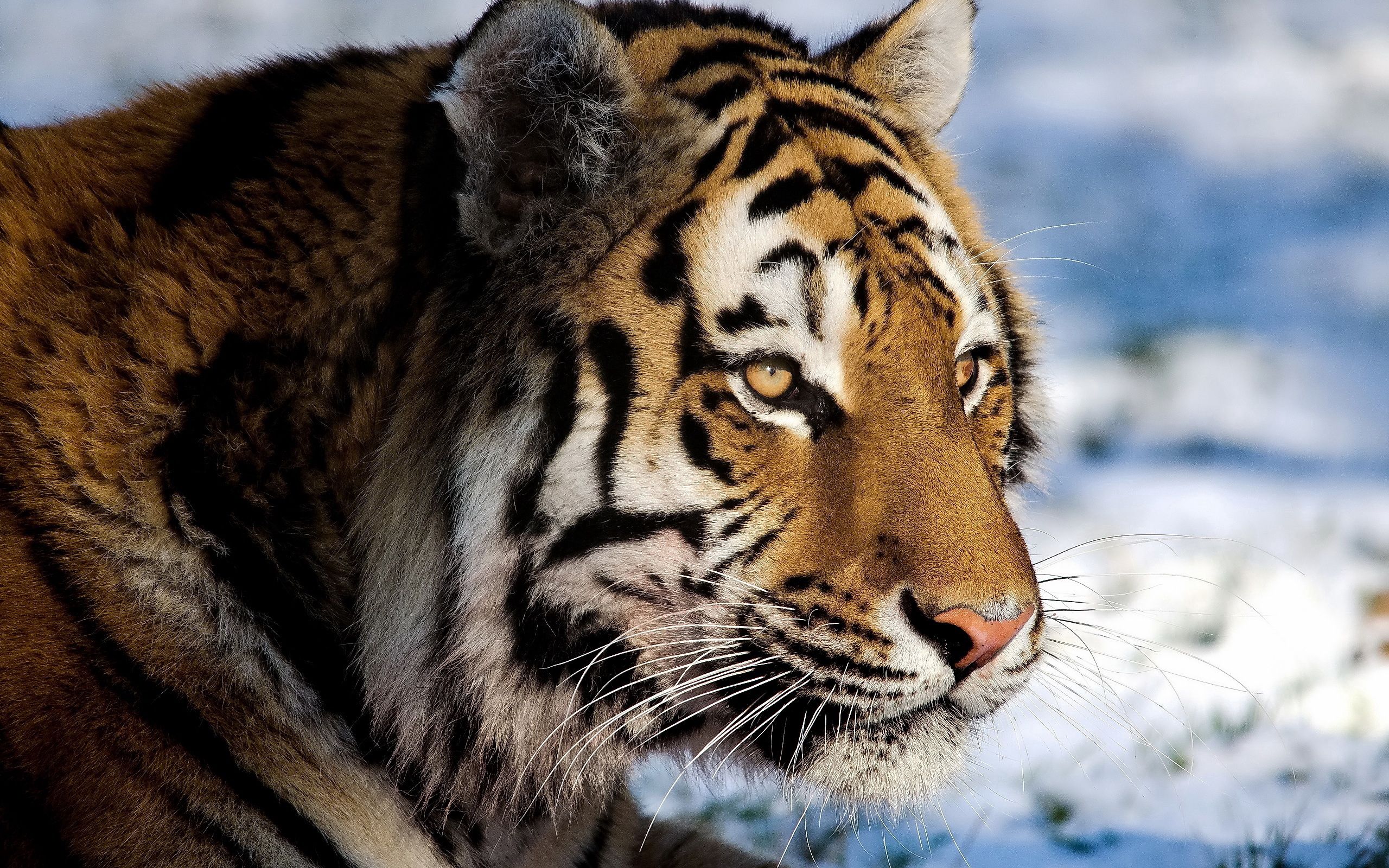 154334 Hintergrundbild herunterladen tiere, schnee, raubtier, predator, große katze, big cat, tiger, uhr, anschauen - Bildschirmschoner und Bilder kostenlos
