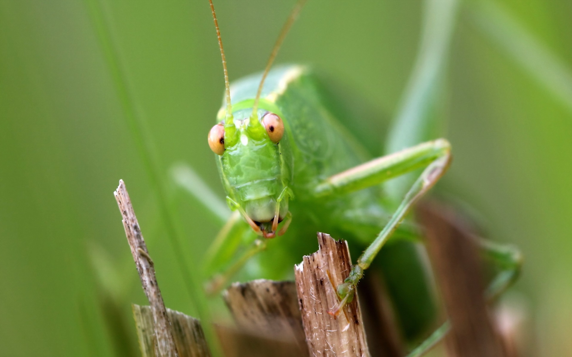 vertical wallpaper animal, grasshopper