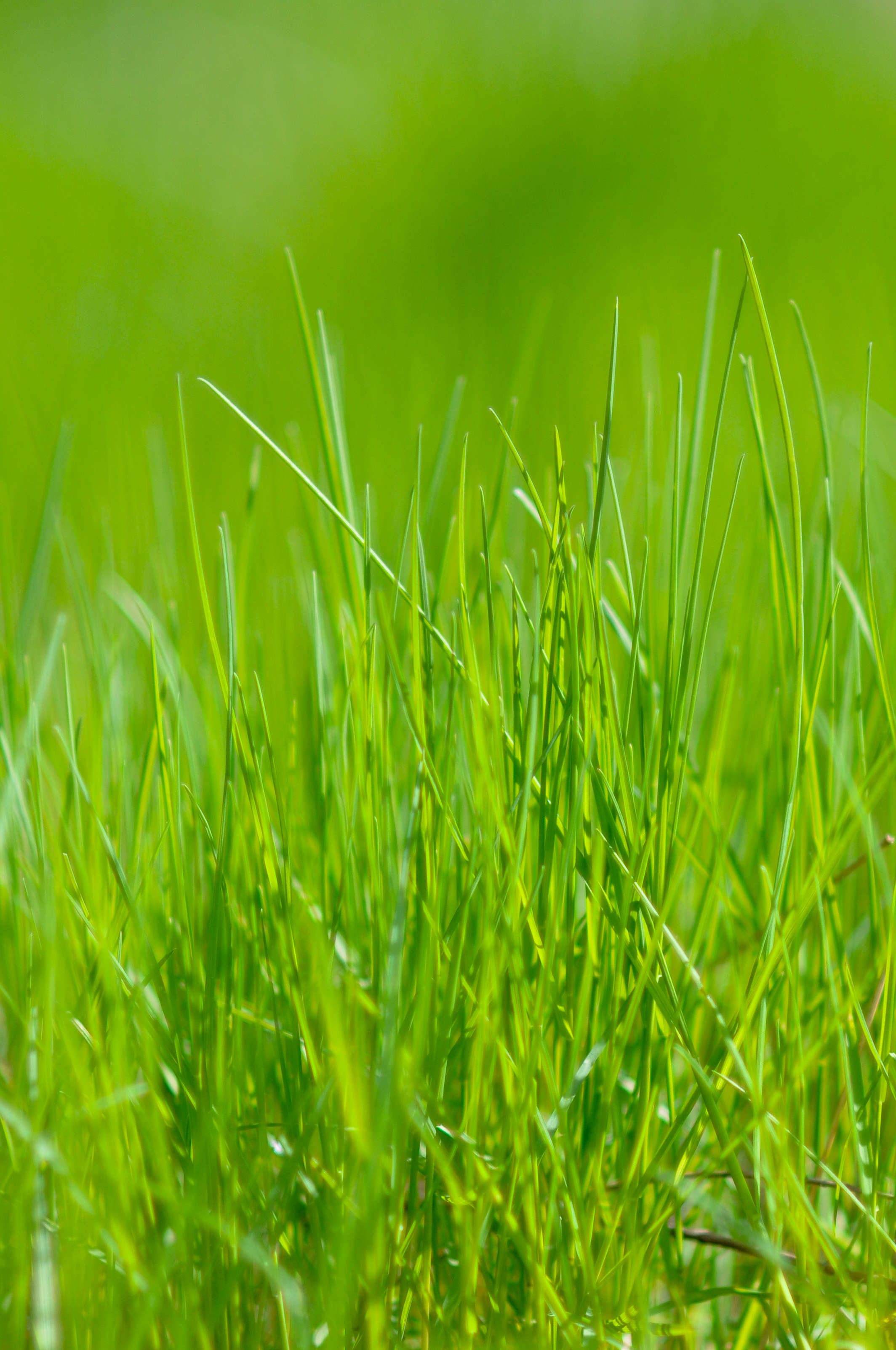 meadow, nature, grass, green, macro Free Background