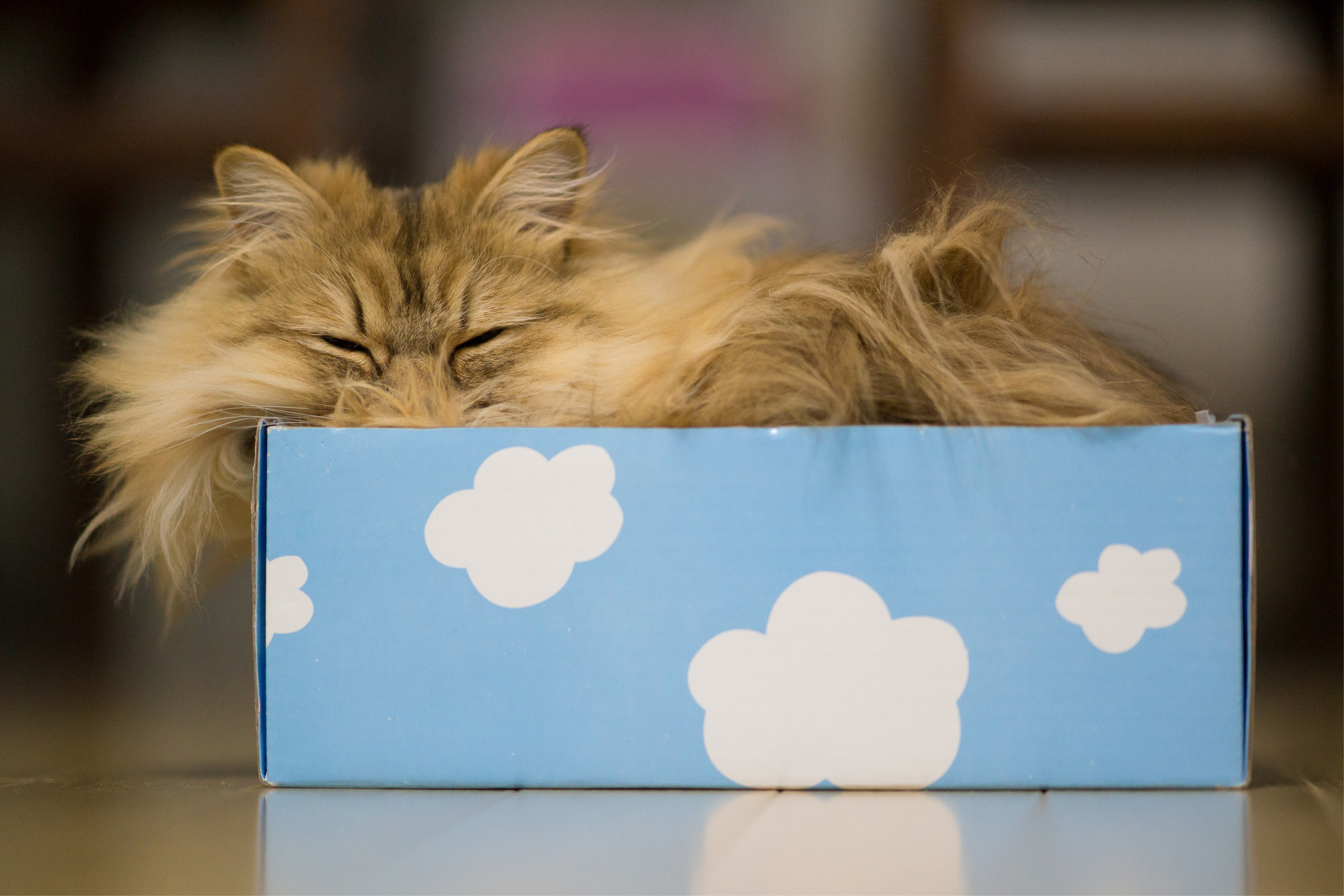 animal, cat, box, cats HD wallpaper