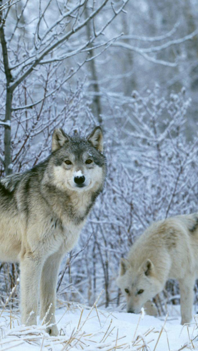 1139361 baixar papel de parede animais, lobo, neve, lobo branco, lobo cinzento, inverno, lobos - protetores de tela e imagens gratuitamente