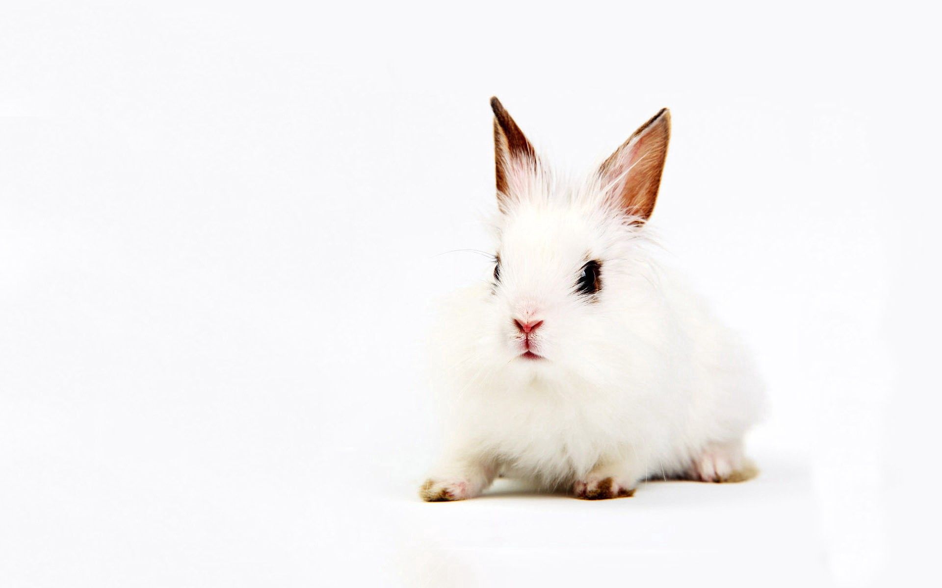 無料モバイル壁紙座る, 白い, 兎, 動物, ウサギ, 背景をダウンロードします。
