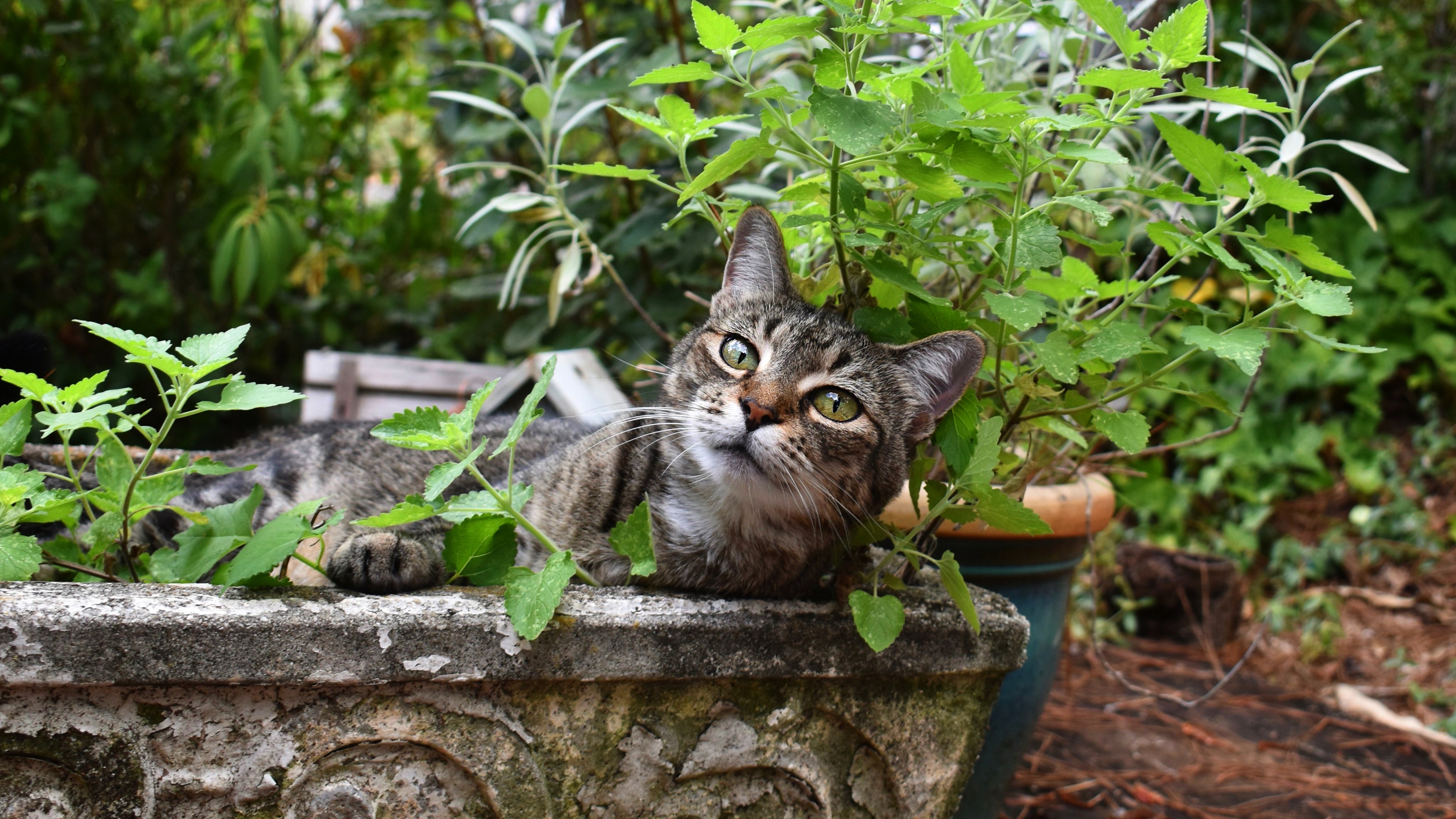 Кот лета. Кот лето. Котенок и лето. Кот на природе летом. 