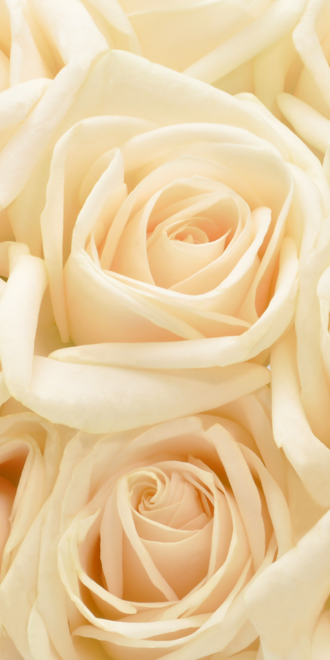 Бело бежевая роза