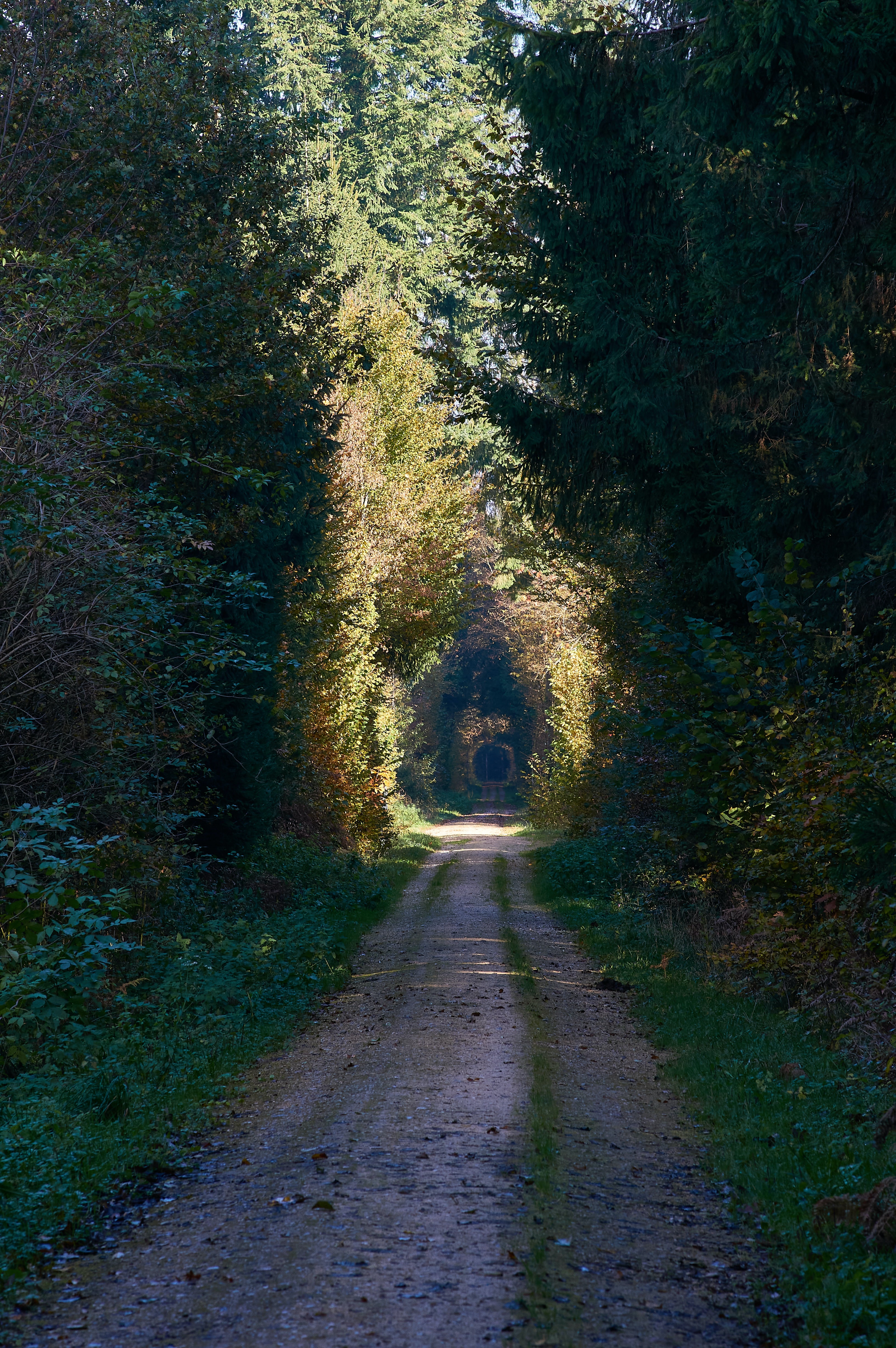 PC Wallpapers alley, nature, trees, road, forest