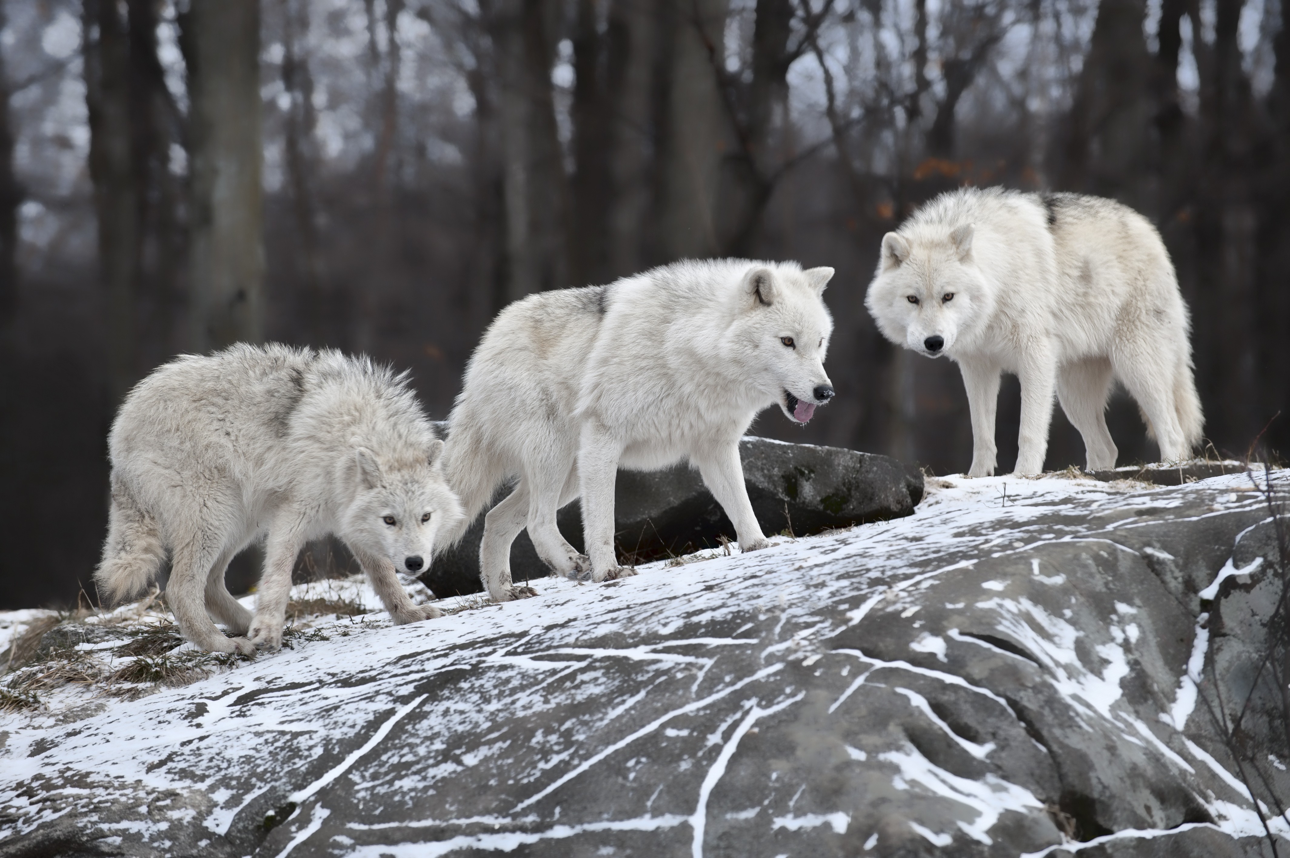 картинки диких животных волка