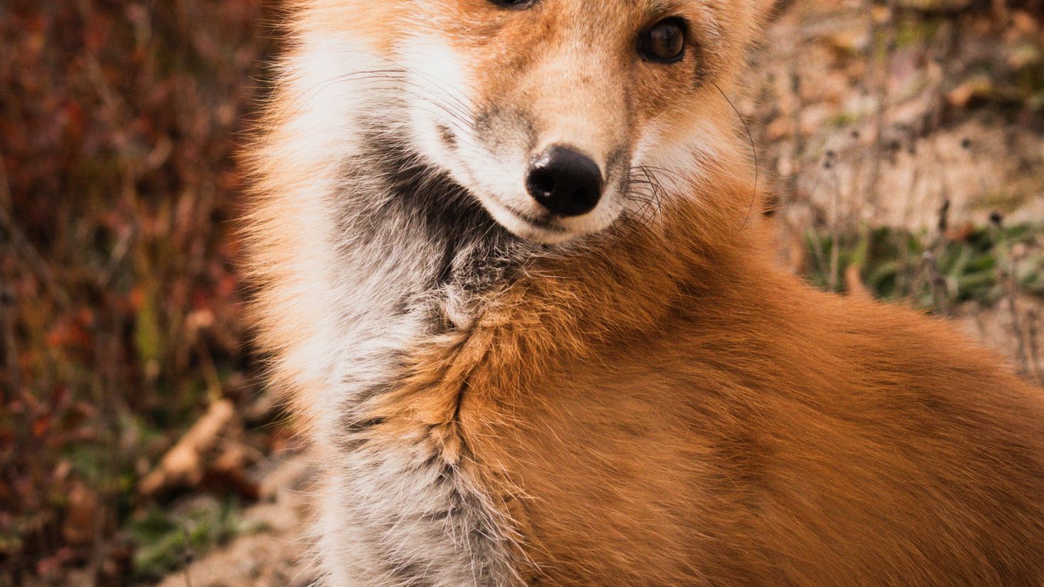 Лиса хищники 20 см. Sweetheart Fox. Fox на русском языке