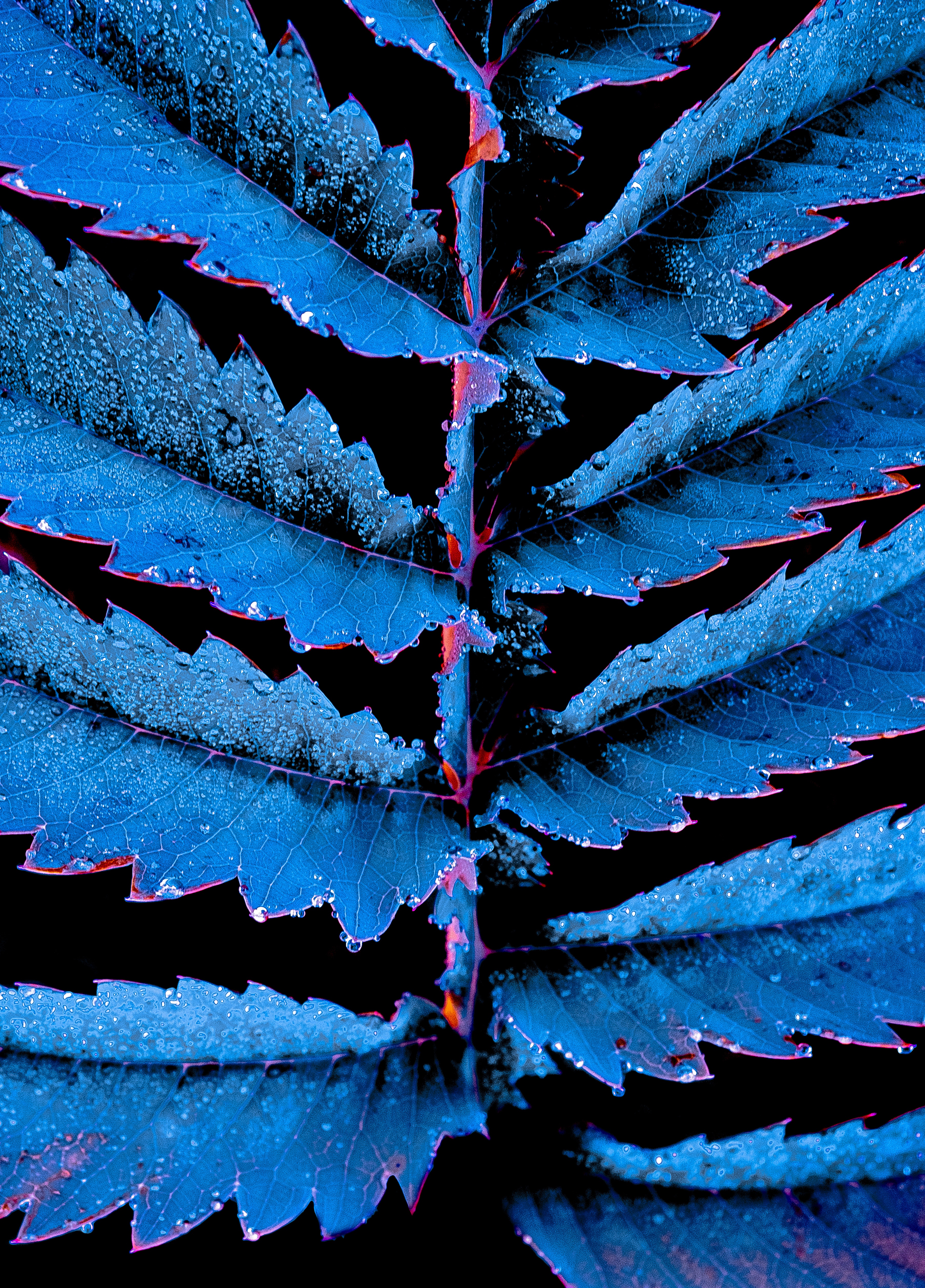 Full HD Wallpaper leaves, drops, blue, plant, macro, carved, photoshop