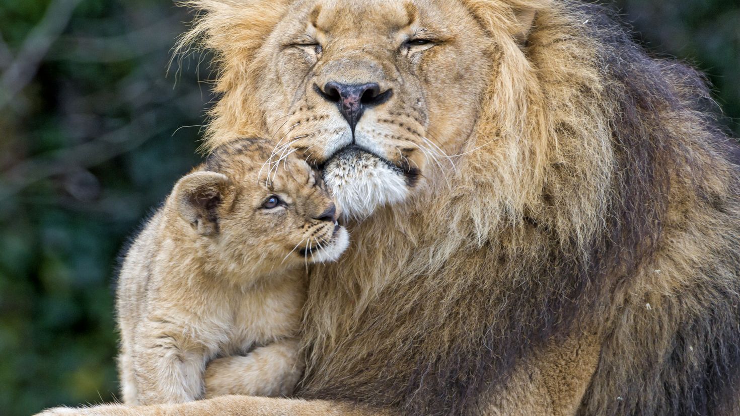 Лев и Львенок. Любимый Лев. Львы любовь.
