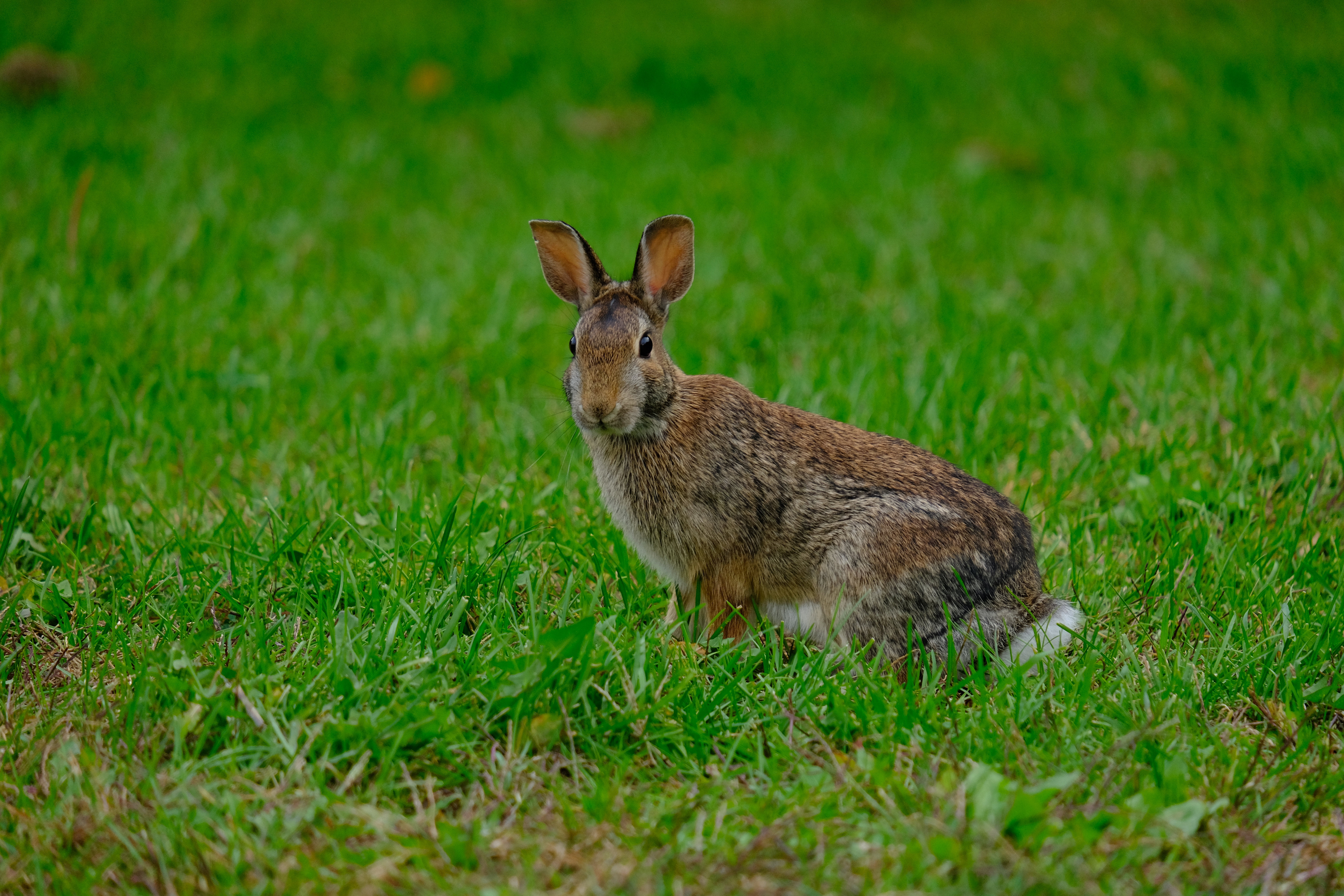 無料モバイル壁紙動物, 草, 野ウサギ, 兎, ウサギをダウンロードします。