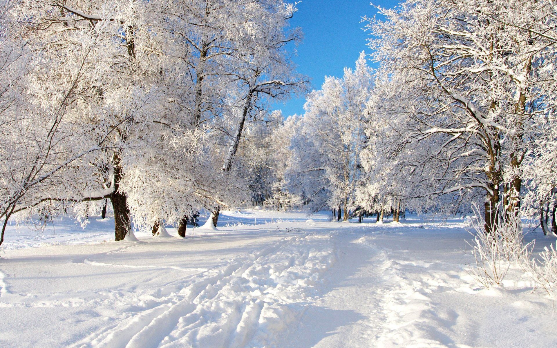 37117 завантажити шпалери пейзаж, зима, дерева, сірий - заставки і картинки безкоштовно