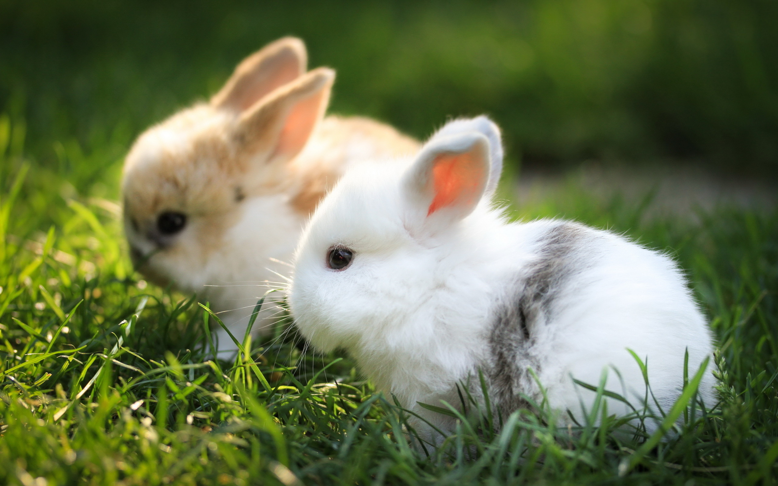 Милые кролики фото на обои