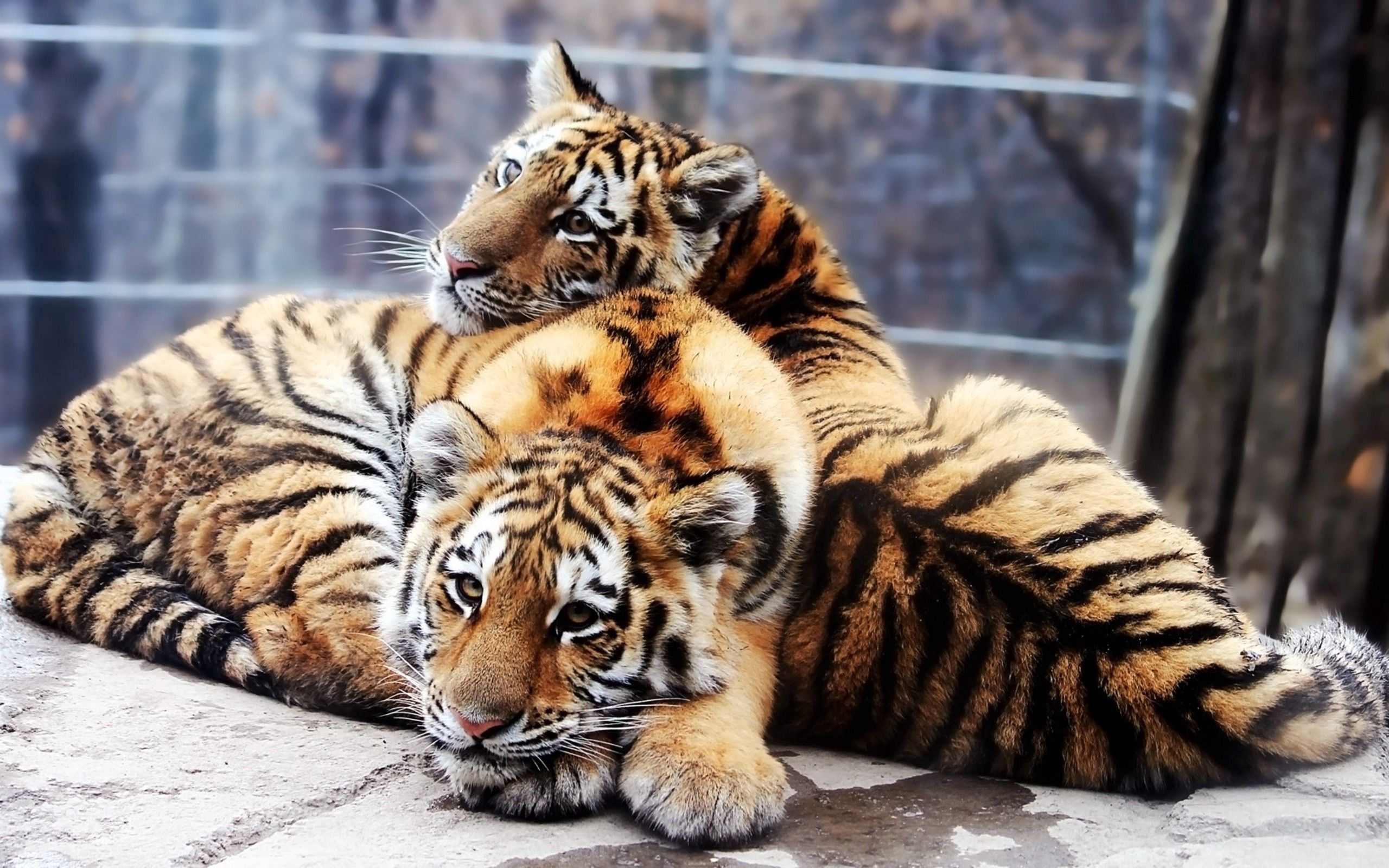 79988 Hintergrundbild herunterladen tigers, tiere, paar, zärtlichkeit, tigerbabys, tigerjunge, raubtiere - Bildschirmschoner und Bilder kostenlos