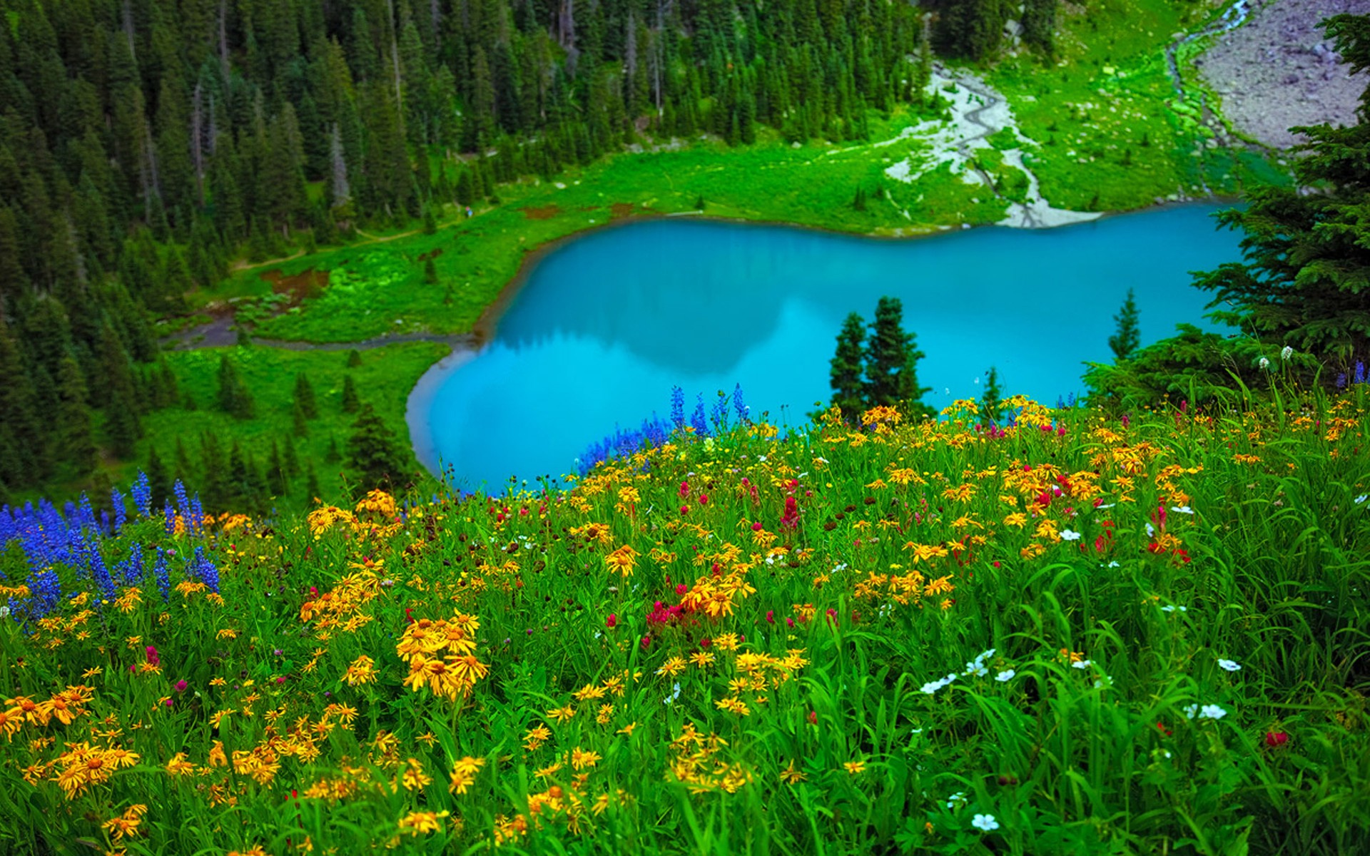 цветы голубое озеро
