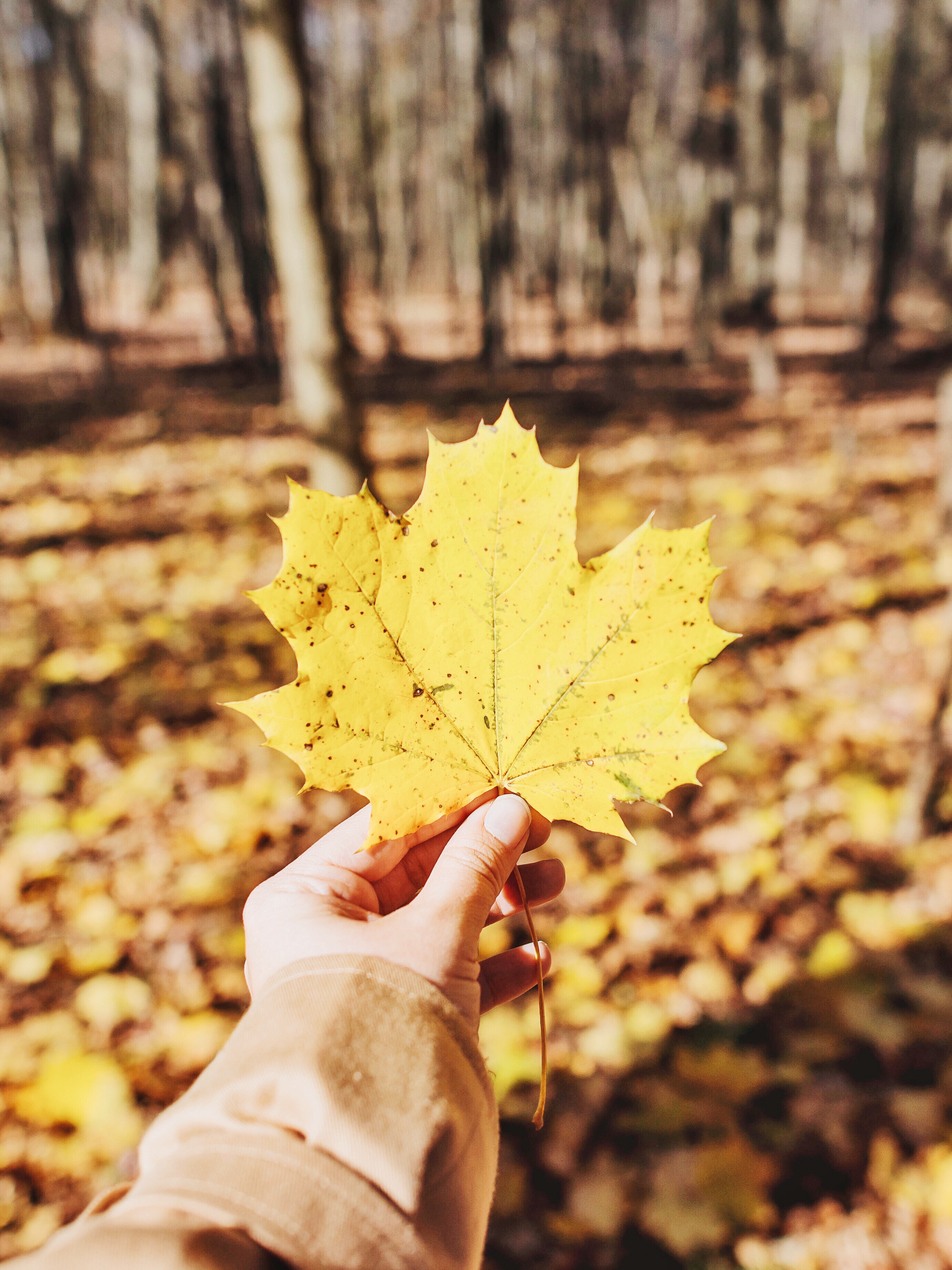 nature, autumn, yellow, hand, sheet, leaf, maple, fallen