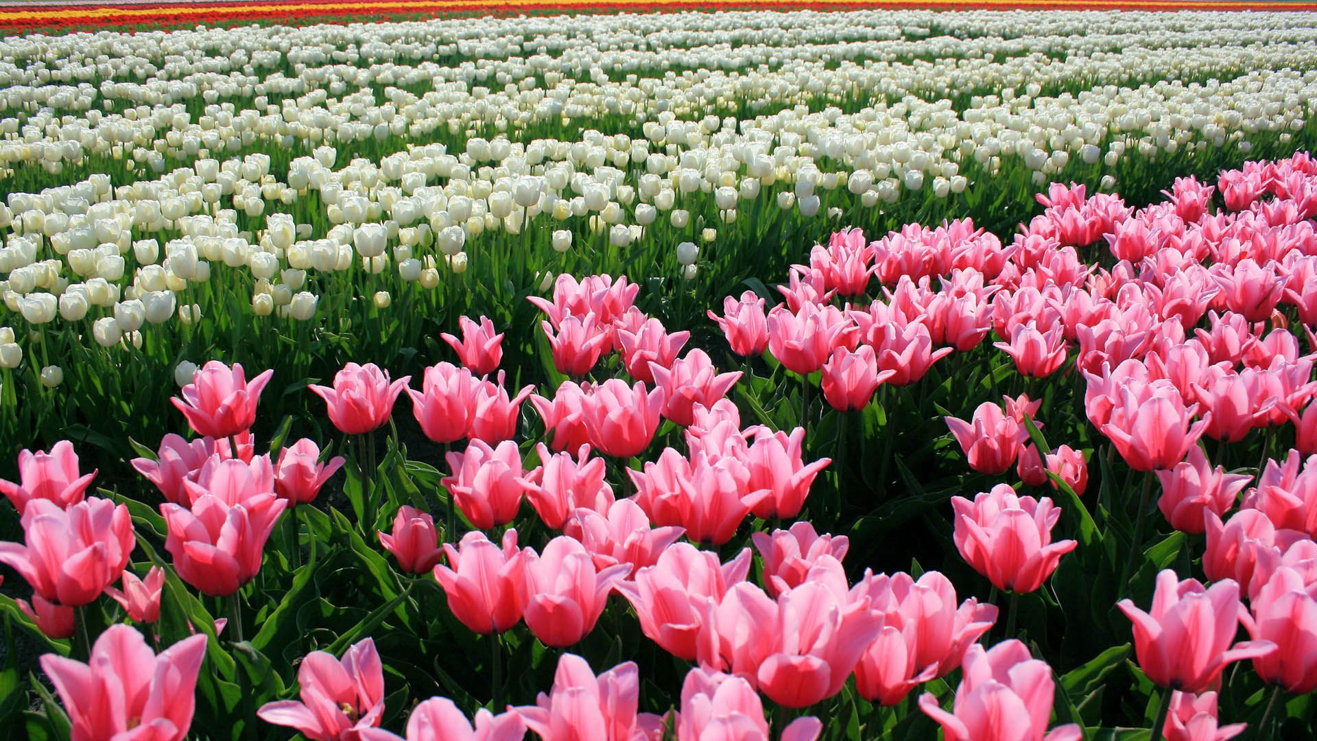 139610 завантажити шпалери тюльпани, квіти, клумба, клумбі, рожевий - заставки і картинки безкоштовно