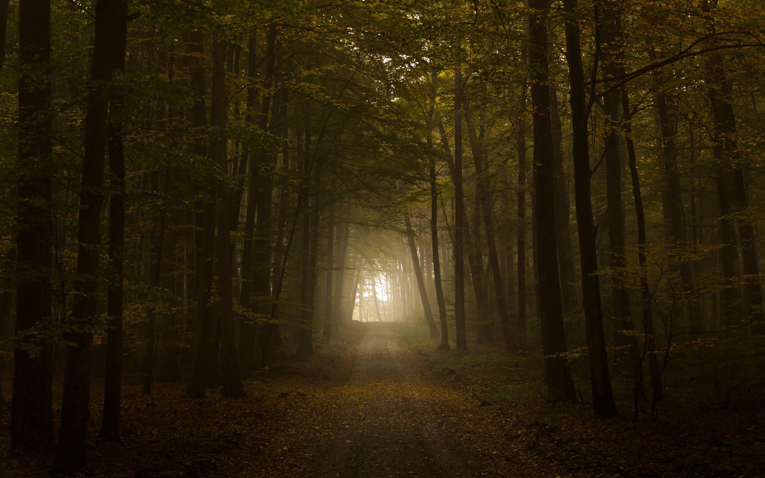 無料モバイル壁紙道路, 霧, 自然, 道, 森, 木, 森林, 秋, 輝く, 光をダウンロードします。