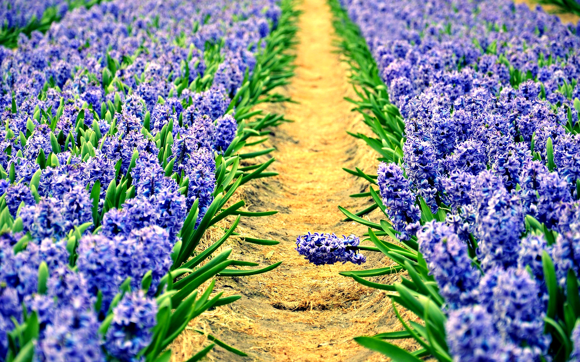 Hyacinth Background Images – Browse 79,361 Stock Photos, Vectors, and Video  | Adobe Stock
