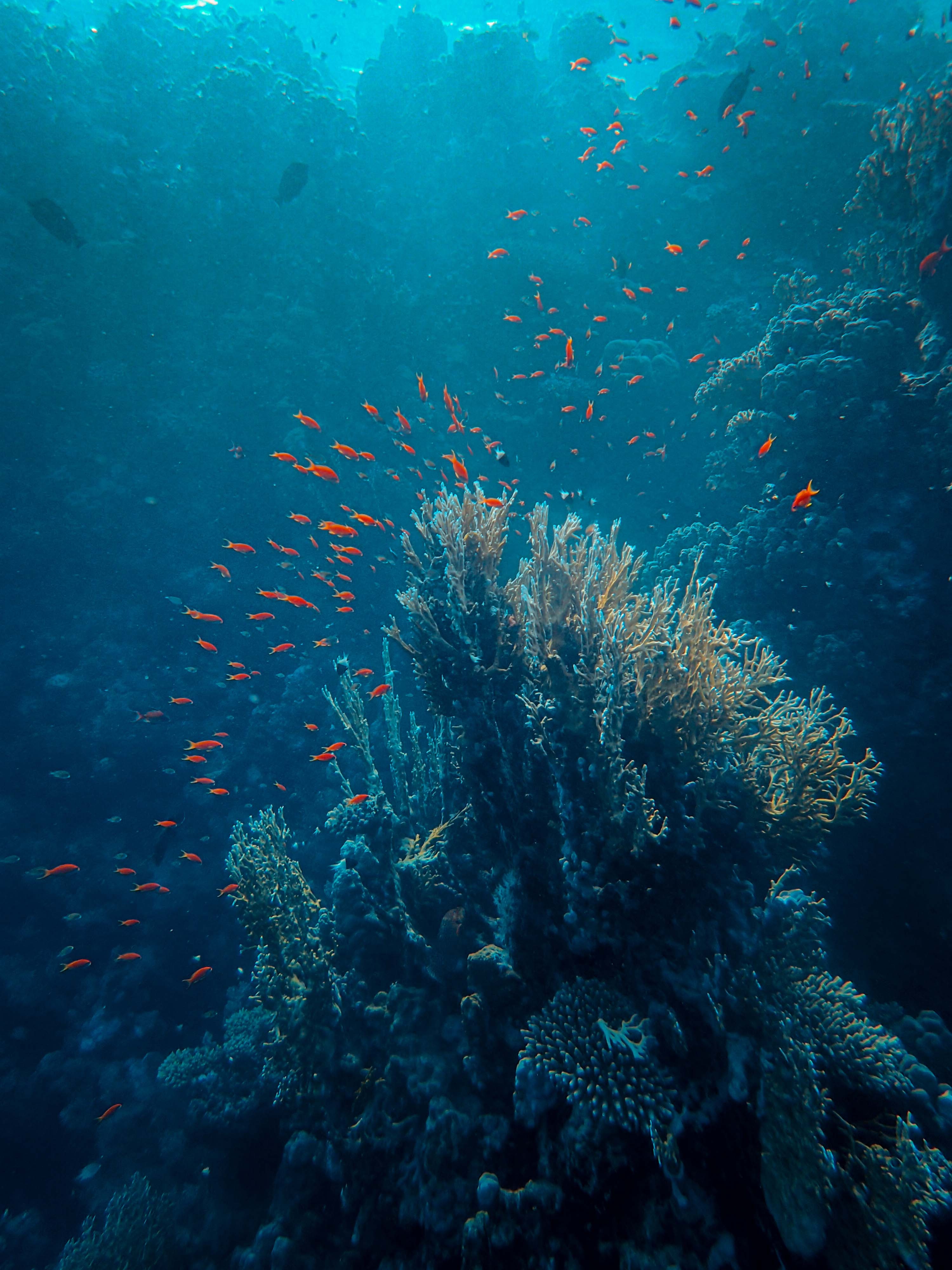 sea, fish, coral, underwater, depth, under water, animals Smartphone Background