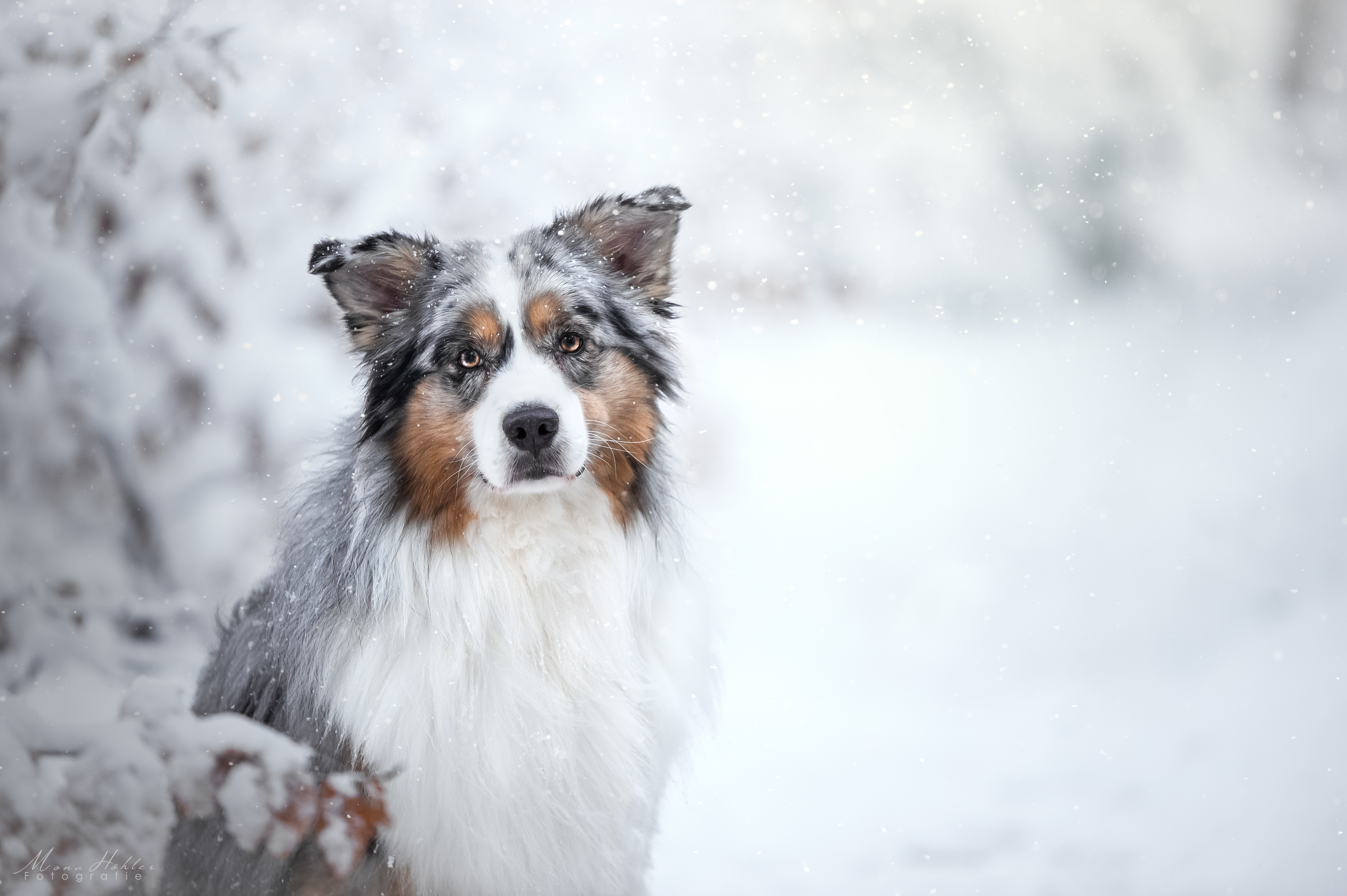 HD wallpaper snowfall, australian shepherd, animal, depth of field, dog, snow, stare, winter, dogs