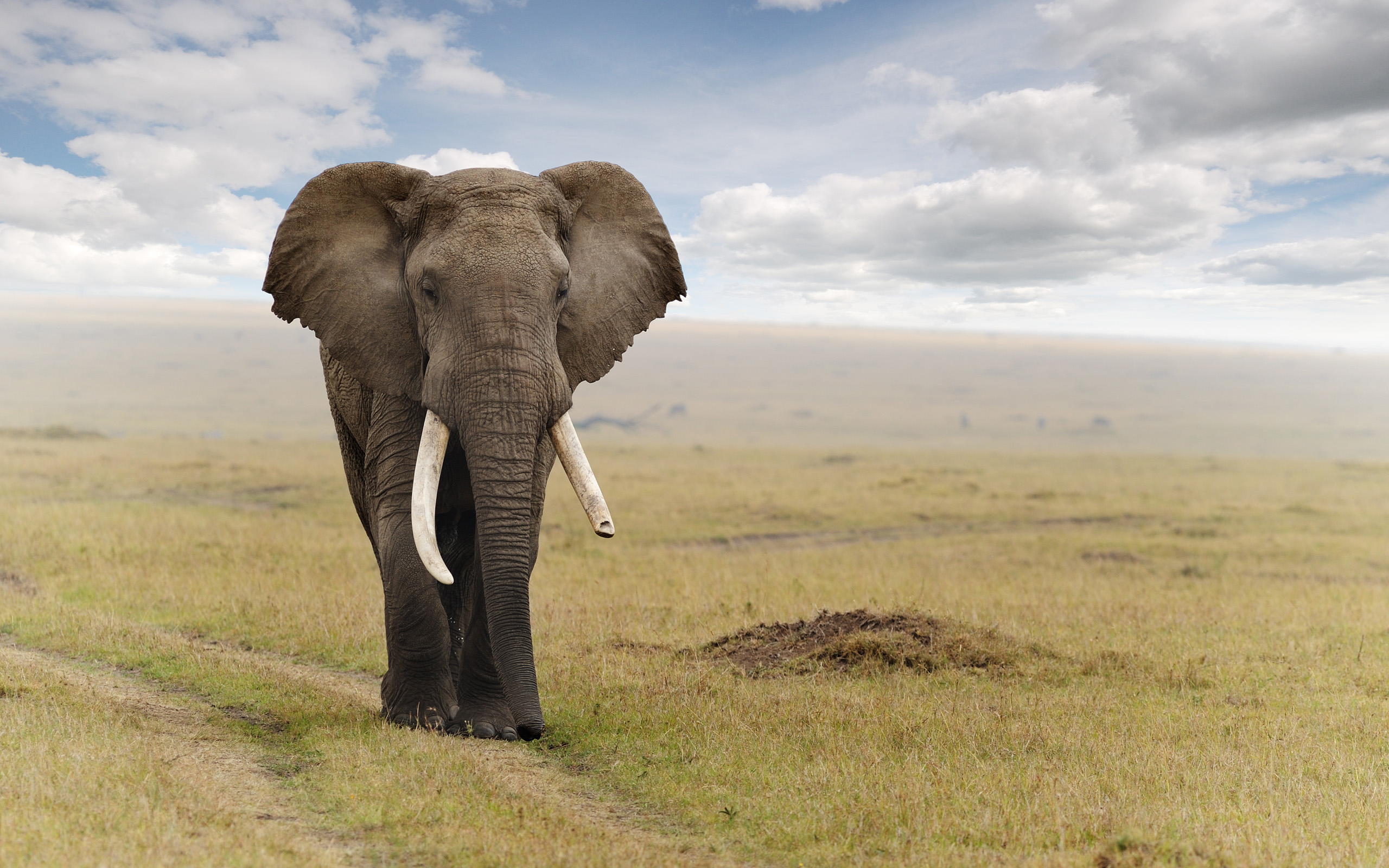 280998 baixar papel de parede animais, elefante da savana, elefantes - protetores de tela e imagens gratuitamente