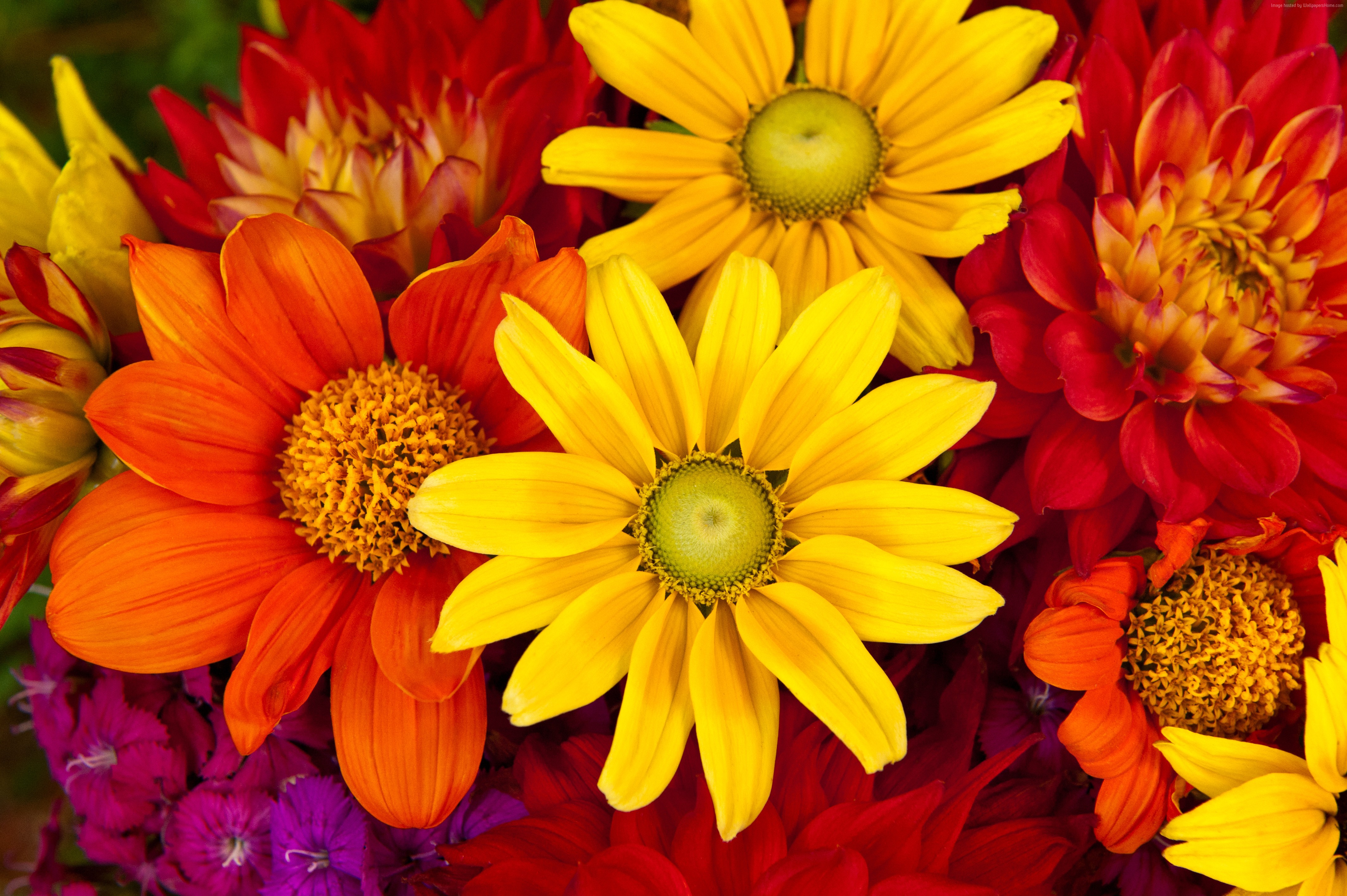 Download mobile wallpaper Flowers, Flower, Earth, Gerbera, Daisy, Dahlia, Yellow Flower, Purple Flower, Red Flower, Orange Flower for free.