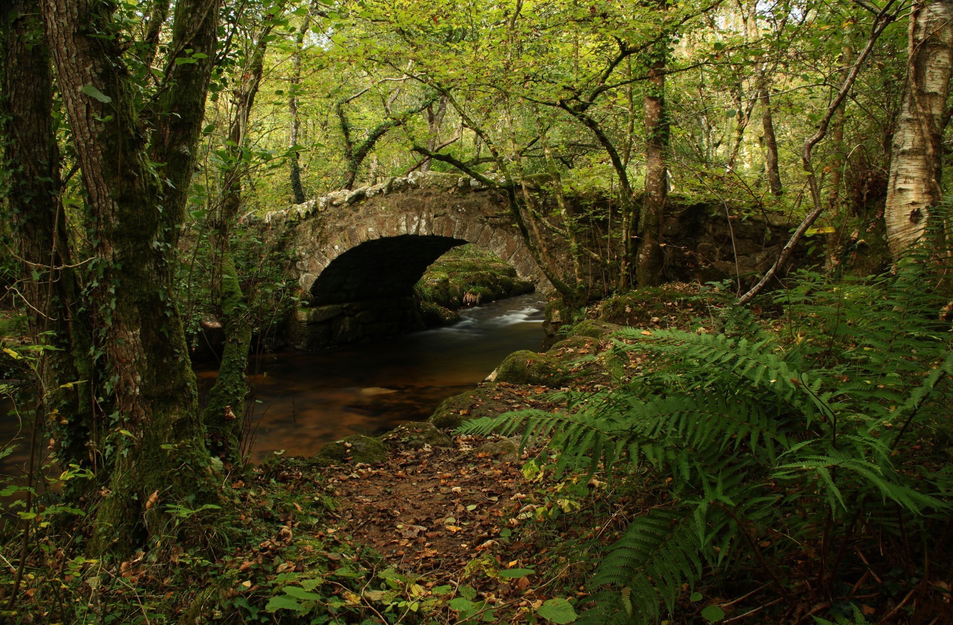 Старый каменный мост в лесу