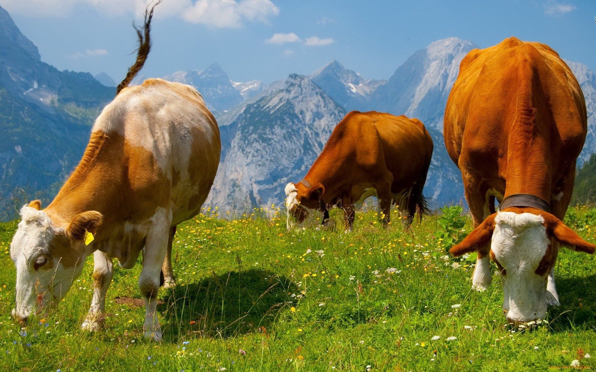 132583 descargar fondo de pantalla vacas, pacer, animales, comida, hierba, pastar: protectores de pantalla e imágenes gratis