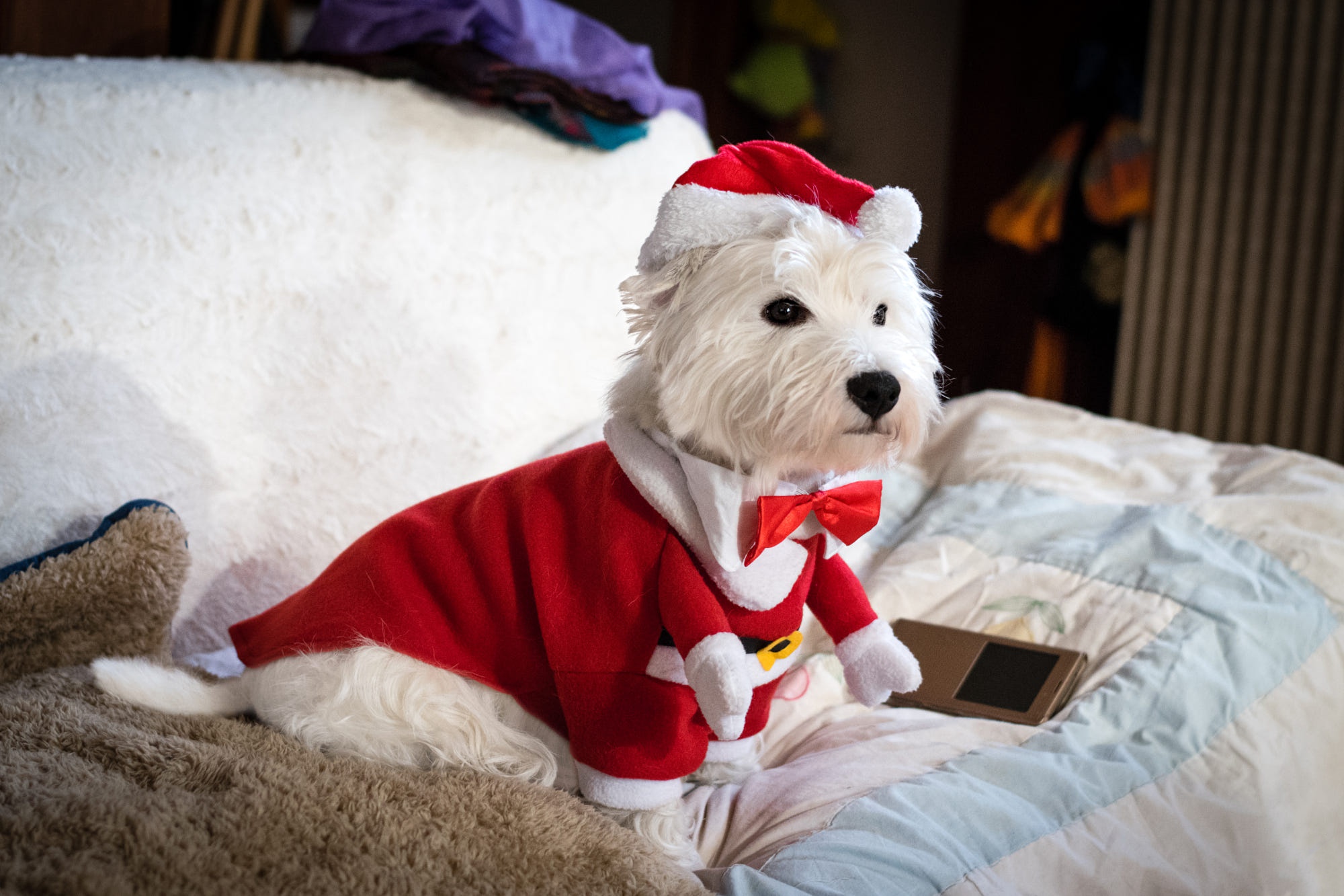 christmas, animal, west highland white terrier, dog, santa hat, dogs