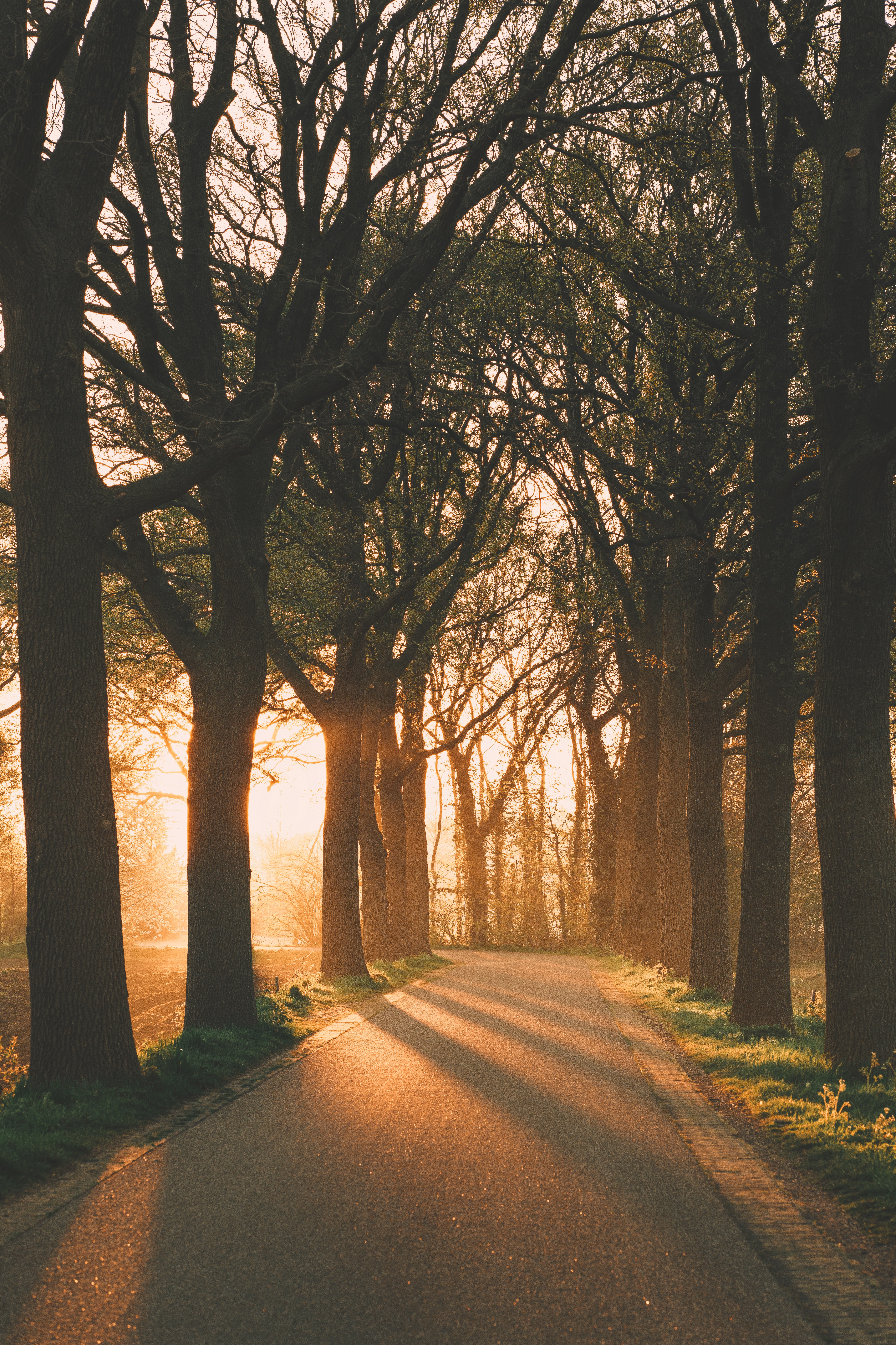 Full HD Wallpaper nature, trees, beams, rays, alley