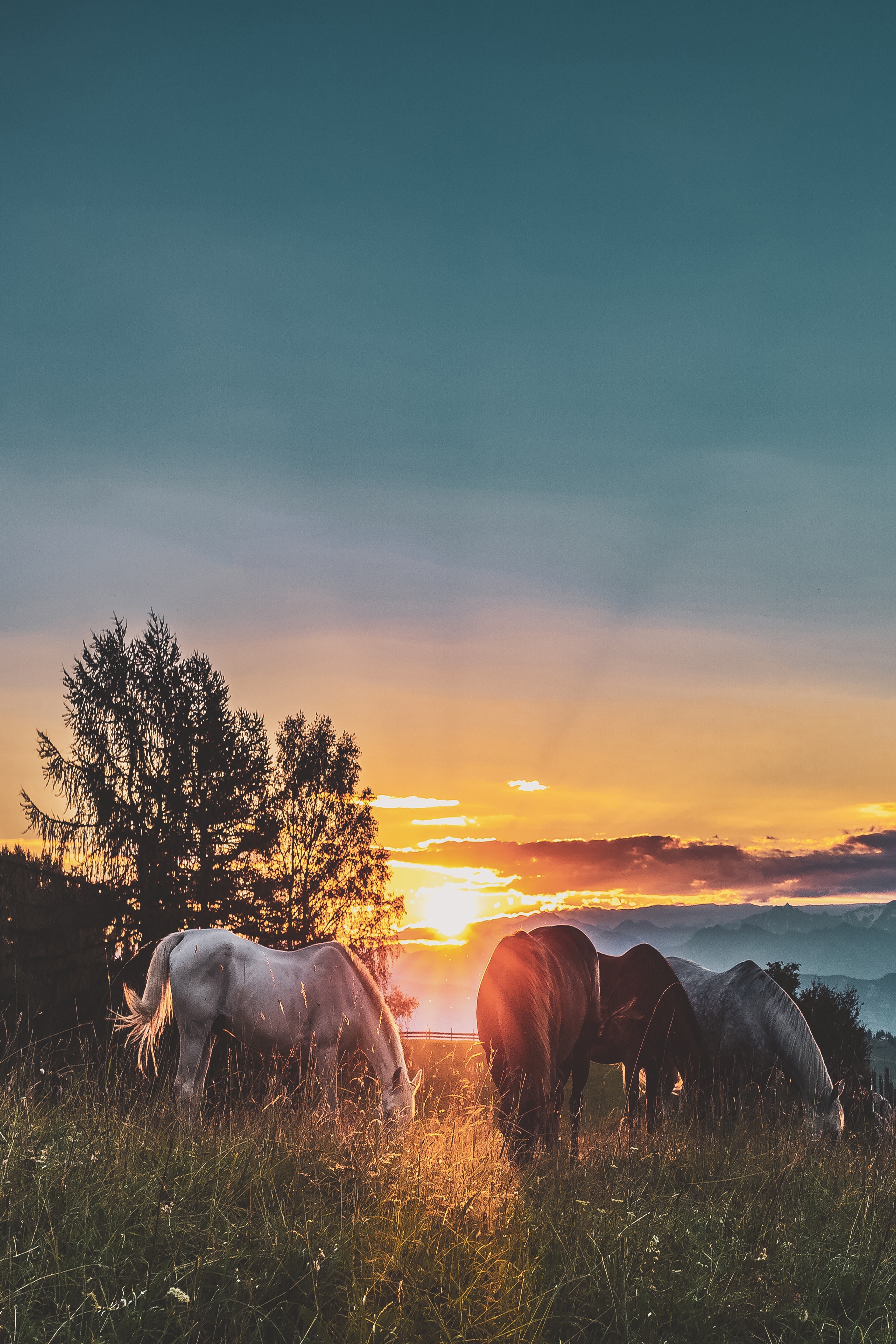 horses, stroll, sunset, animals, paddock Phone Background