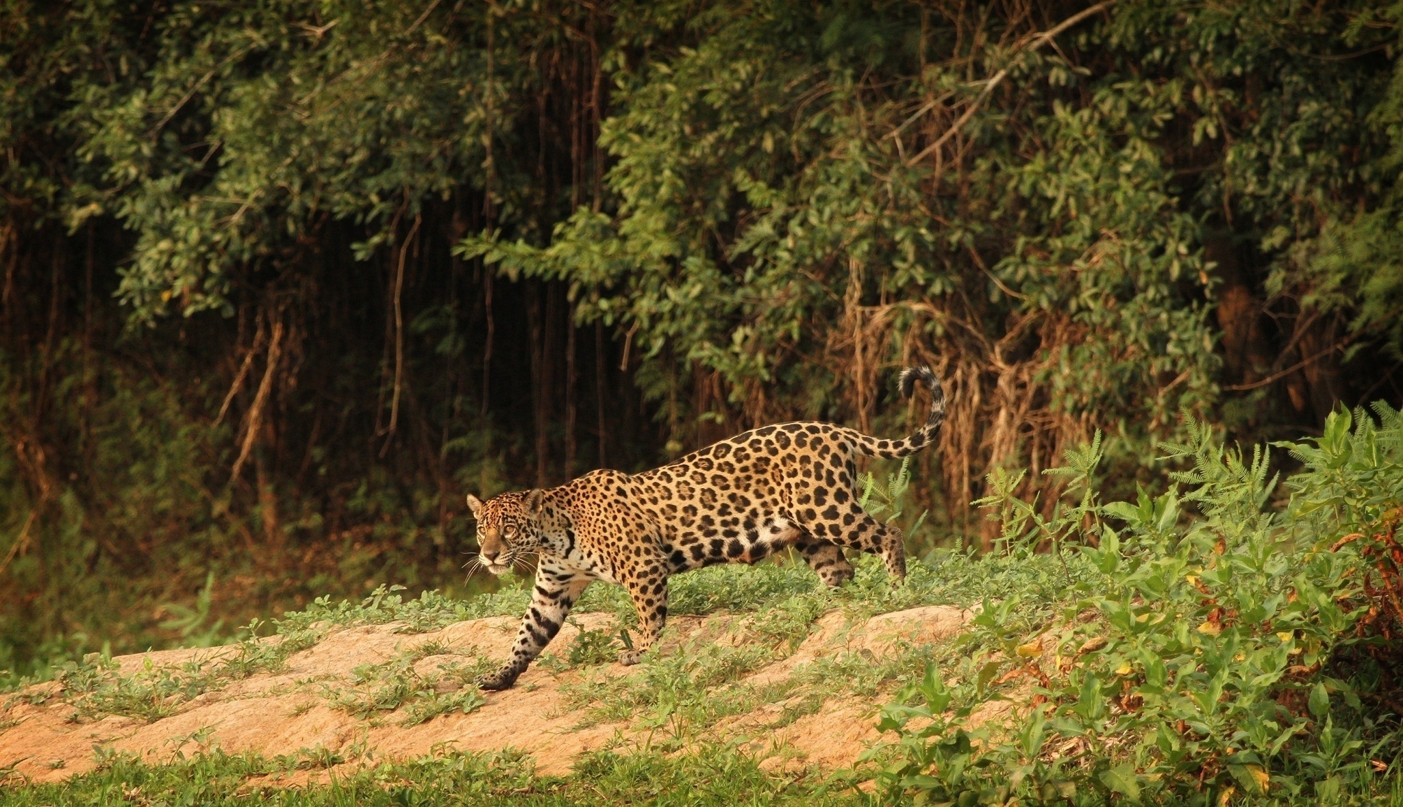 Download mobile wallpaper Wildcat, Wild Cat, Animals, Predator, Jaguar for free.