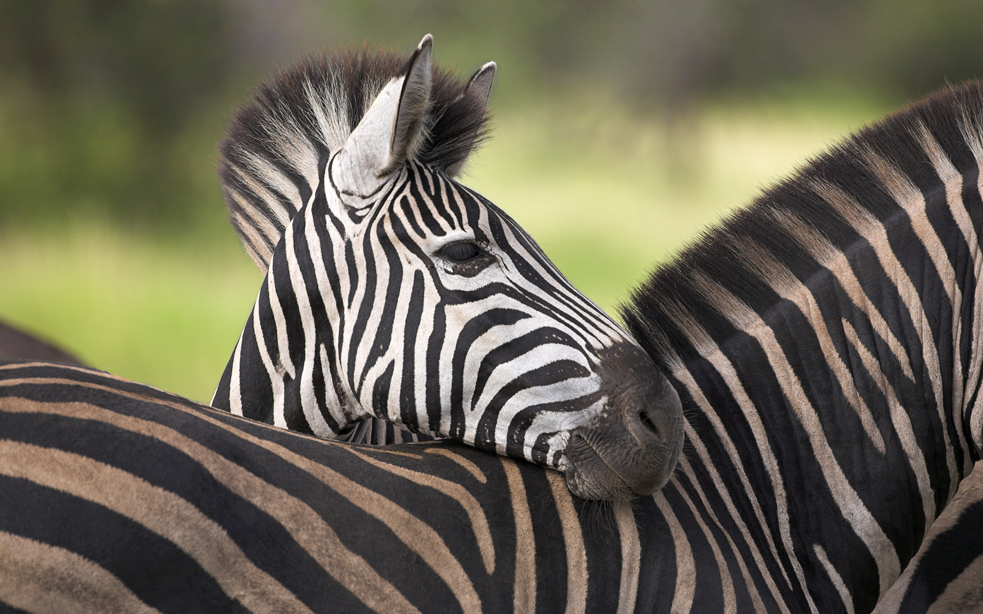 229949 baixar papel de parede animais, zebra - protetores de tela e imagens gratuitamente