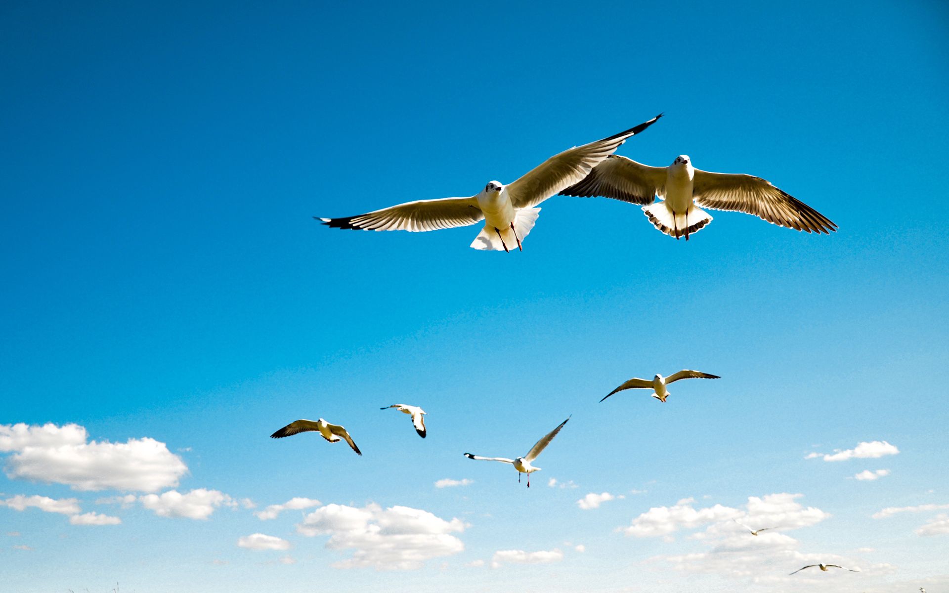 iPhone Wallpapers  Seagulls
