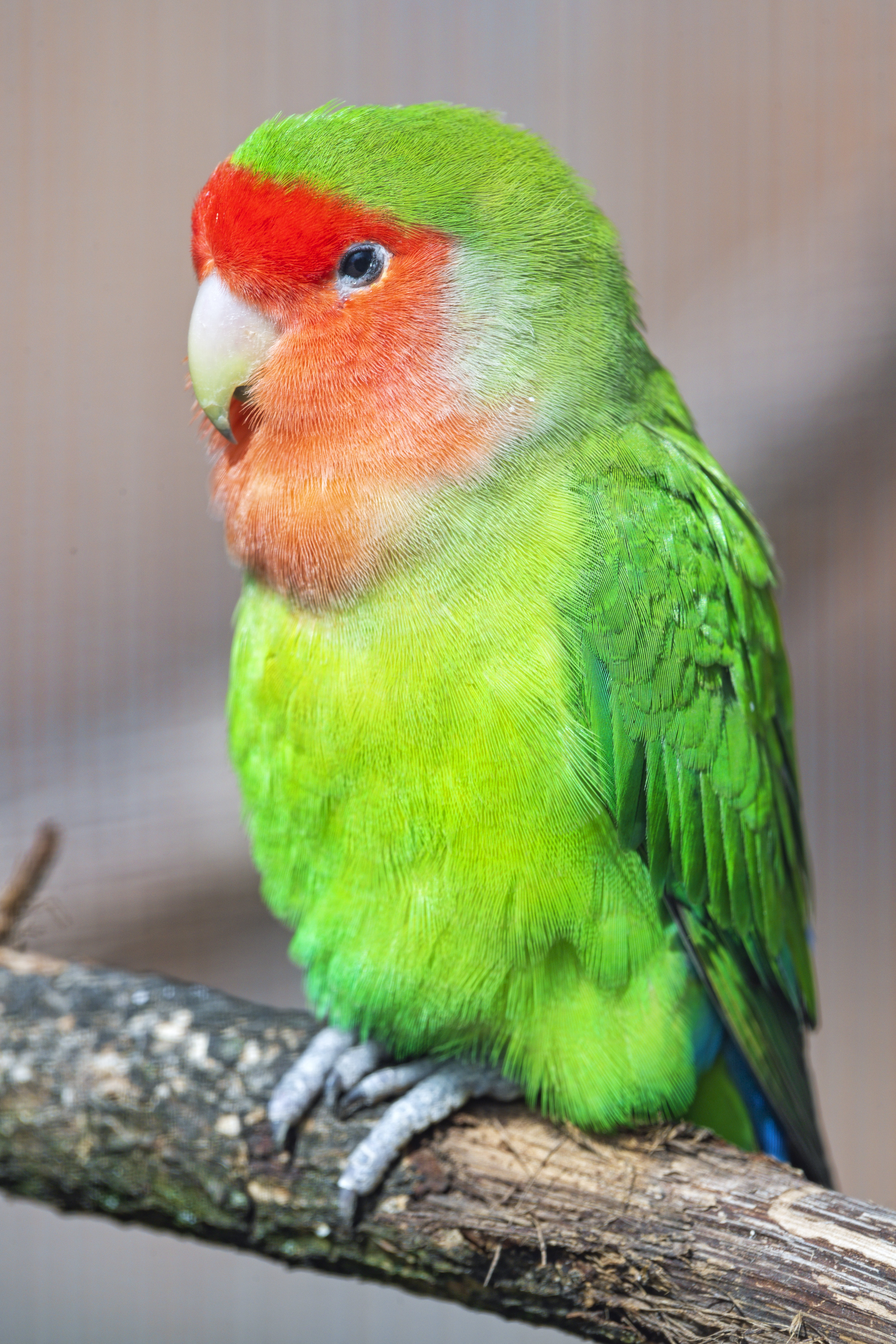 51221 Hintergrundbild herunterladen papageien, tiere, hell, vogel, lovebird, untrennbar - Bildschirmschoner und Bilder kostenlos
