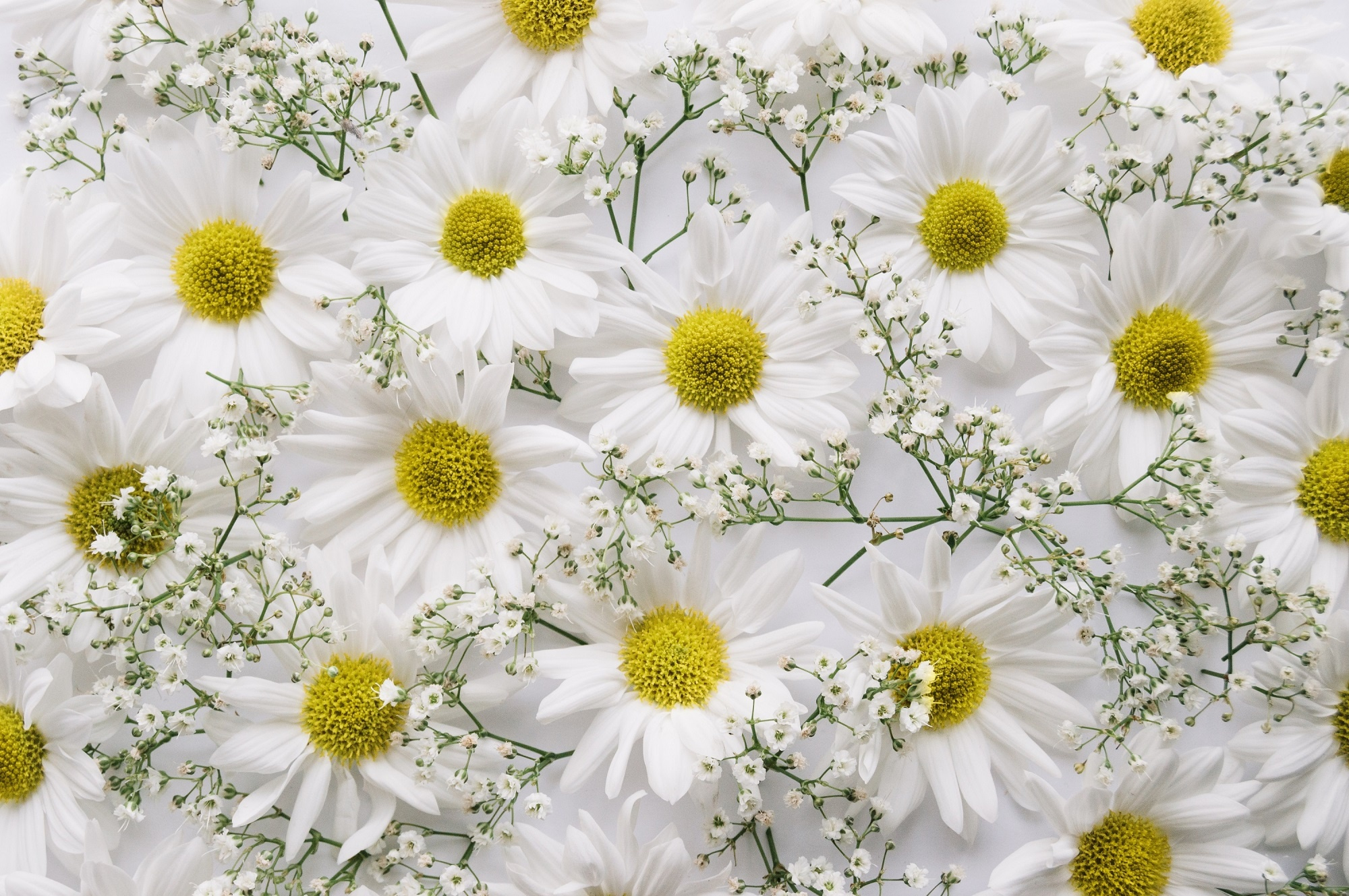 chrysanthemum, white flower, earth, flower, baby's breath, flowers