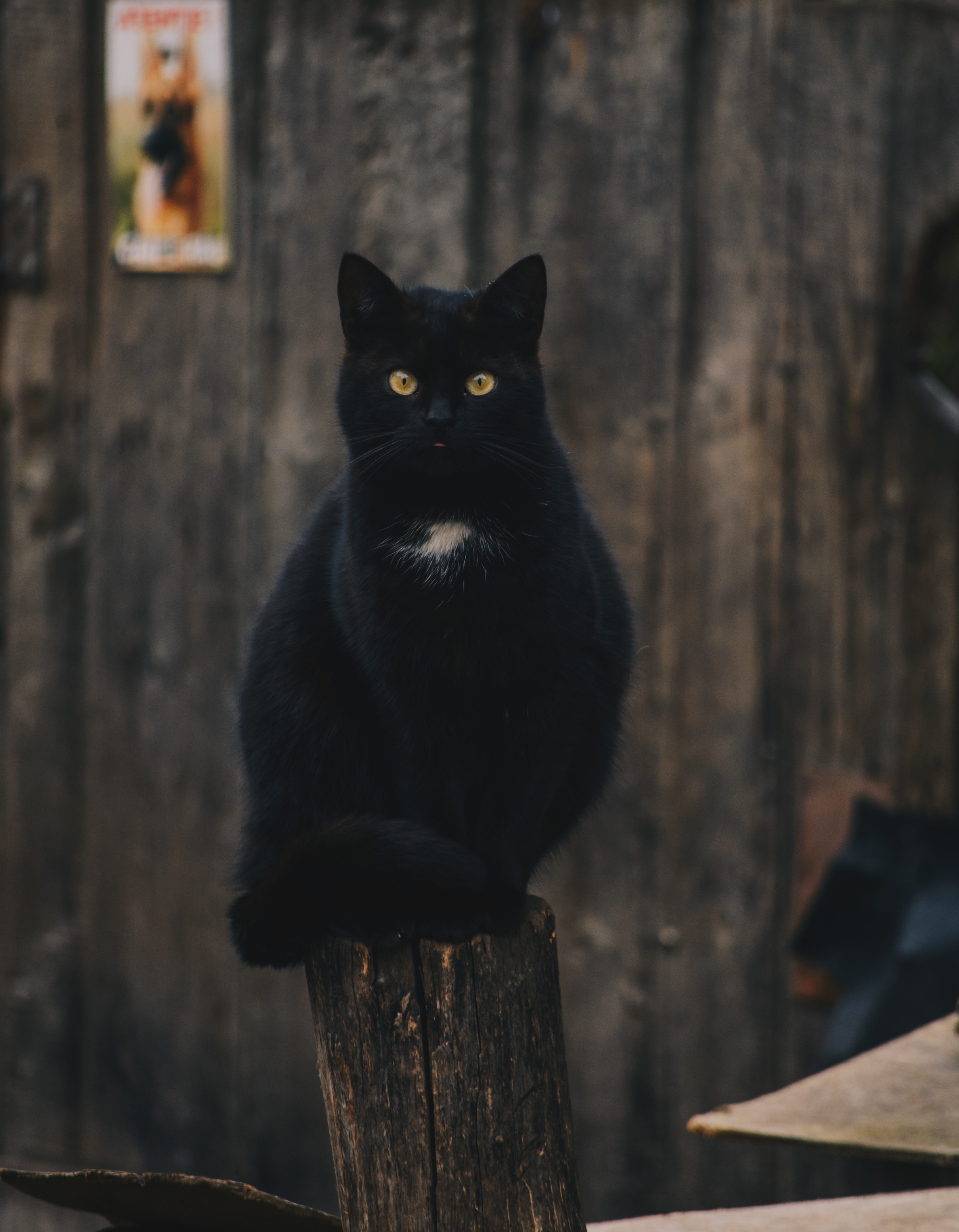 black, animals, cat, sight, opinion, is sitting, sits Phone Background