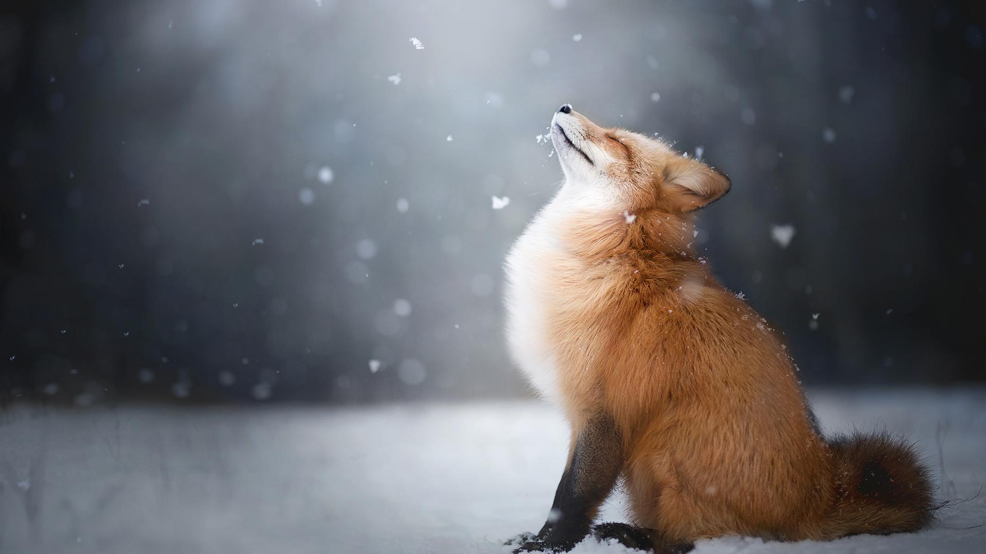 красивое фото лисы на аватарку
