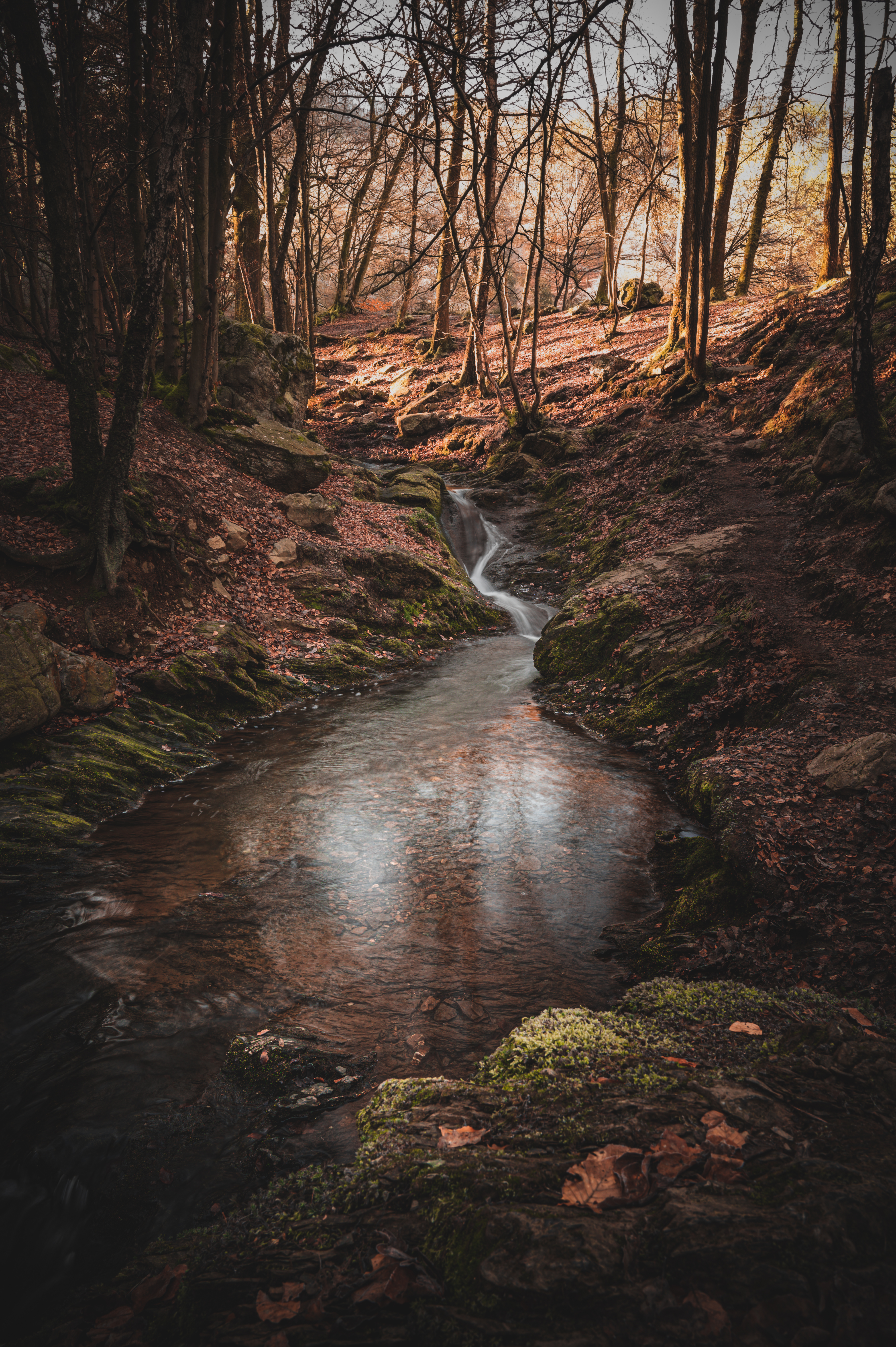 Download mobile wallpaper Flow, Nature, Rivers, Forest, Moss for free.