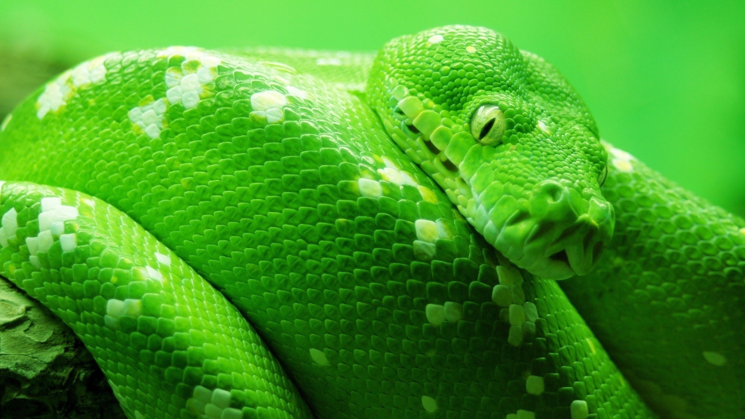 android animal, python, snake, reptiles