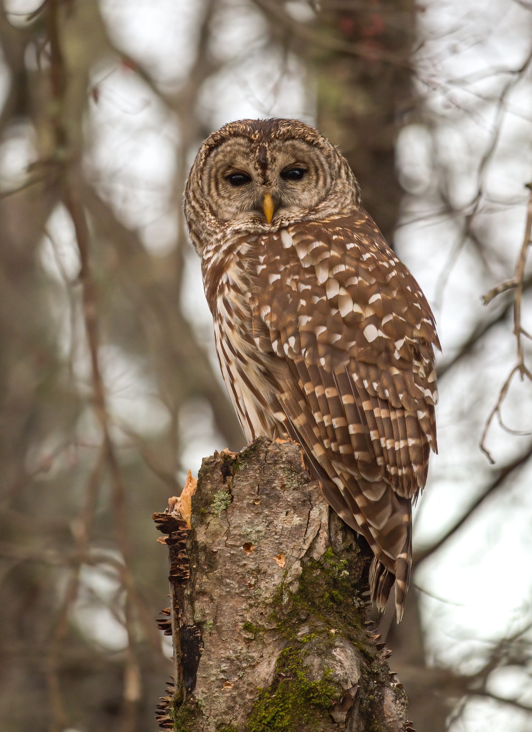 Download mobile wallpaper Wood, Tawny Owl, Tree, Animals, Bird, Feather, Owl for free.