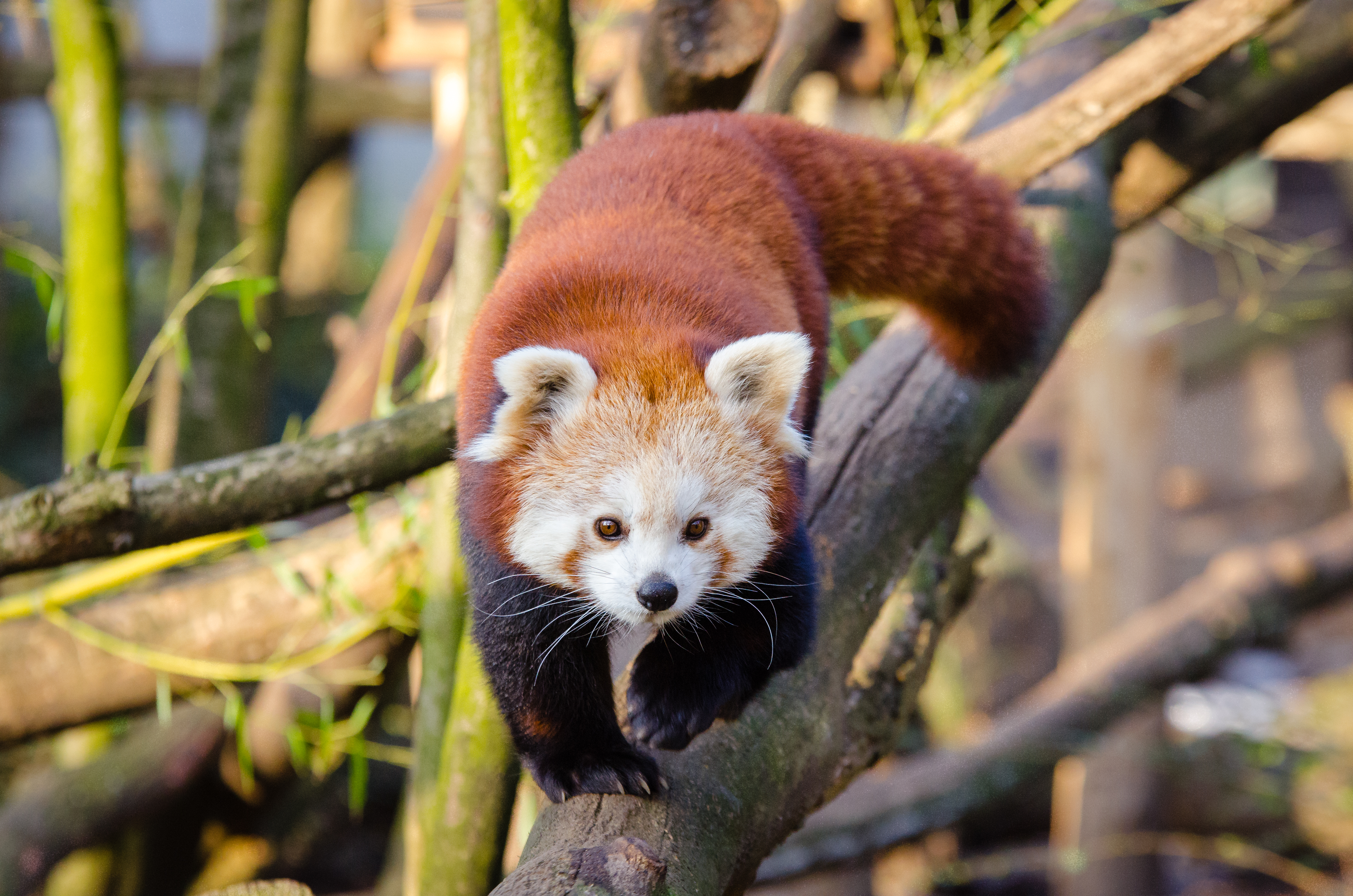 animals, stroll, red panda, little panda, small panda wallpaper for mobile